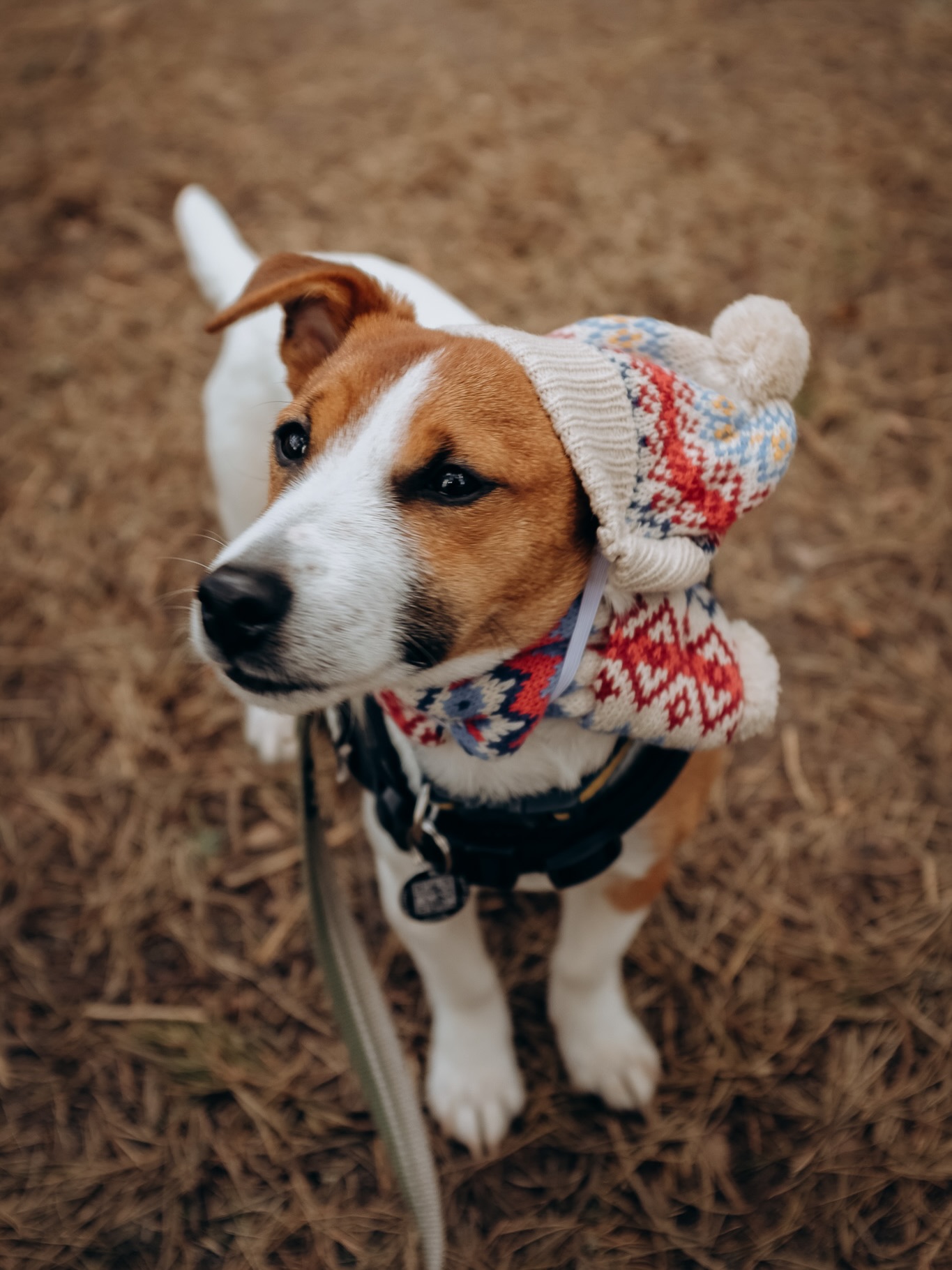 Behind every ‘new chapter’ is a dog who helped her turn the page. It is said that when a soul dog departs they whisper in to the ear of another ‘she needs you now’. This little guy is the strongest, most inspirational, beautiful, joyous, precious thing in the entire world, and the centre of all that is good in the world.