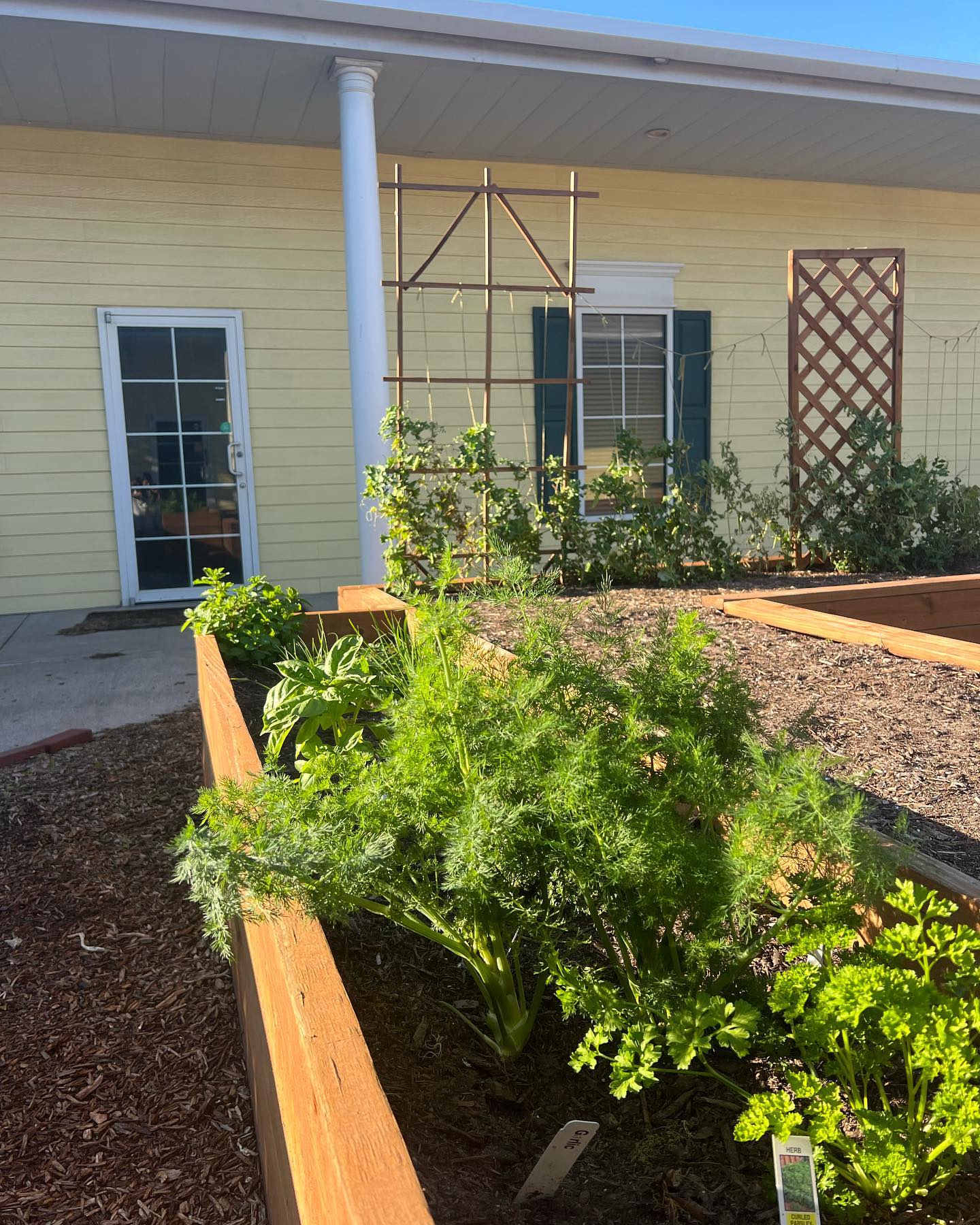 Our vibrant herb garden! Herbs are an easy way to add some green and flavor to any dish. They also have many nutritional benefits as they are packed with vitamins and antioxidants! Comment your favorite herb below 🌿🪴