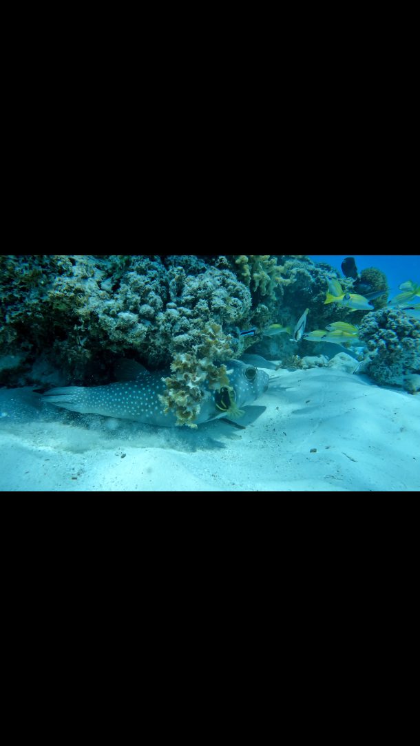 Snorkel in the crystal-clear waters of Mnemba Island
🌊🐠
Float above vibrant coral reefs and swim alongside schools of colorful fish.
👉 Book your snorkeling experience with us today!
WhatsApp
+255 777 814472
Email
info@cheicheizanzibartour.com
Please visit our website to find more
www.cheicheizanzibartour.com
🏝️
🌴
🐟
🐠
#mnembaislandzanzibar #tanzania #zanzibarvacation #cheicheizanzibartour #SnorkelingZanzibar