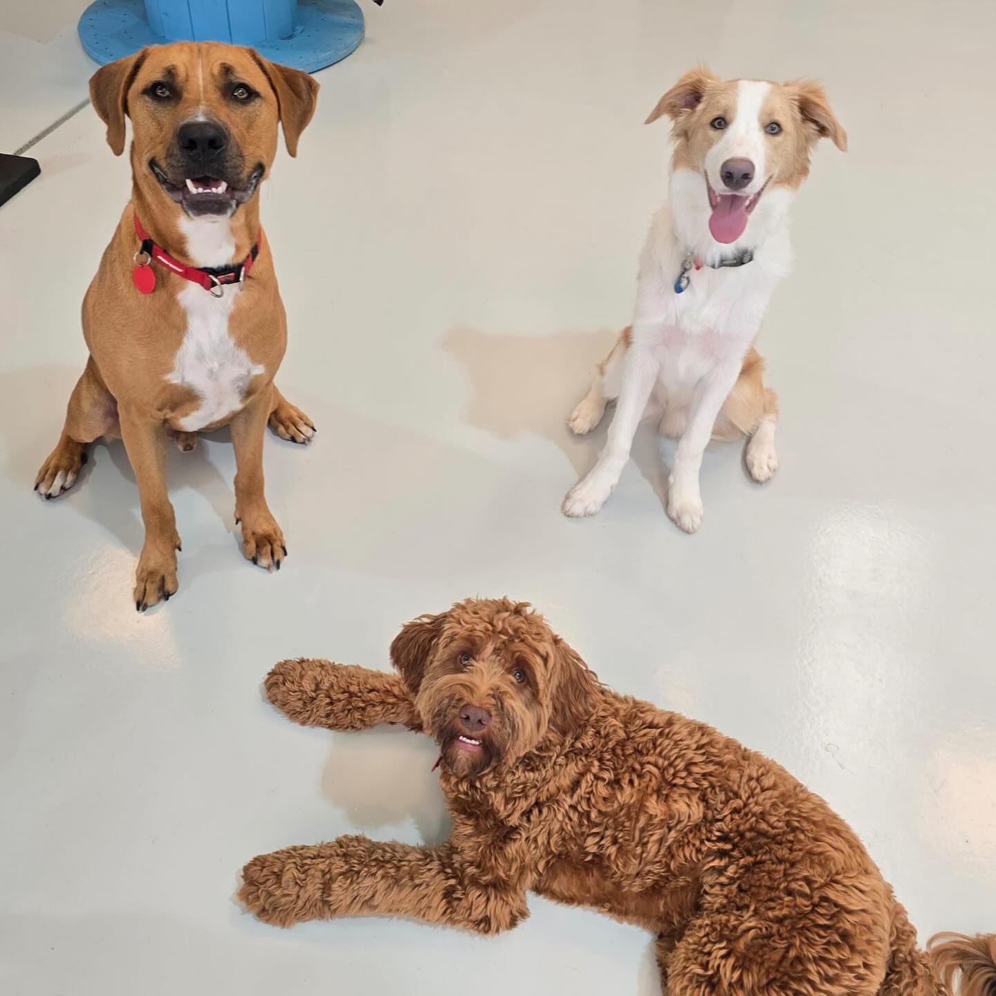 Friday pups part 2 🥰🥹💛🐾🐶
.
.
.
.
.
.
#dogs #dogsofauckland #dogsofnz #doggydaycarefun #doggydaycare #wooflandnz