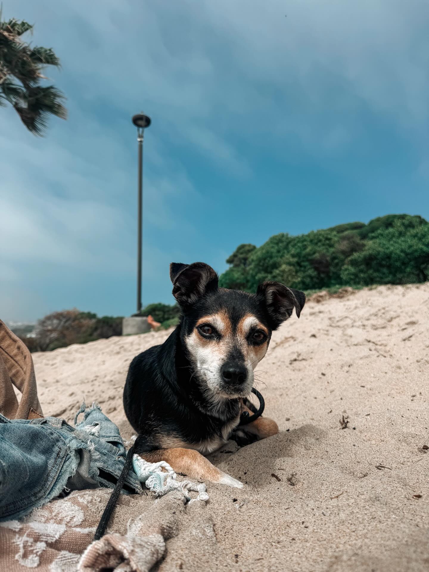 Finn, my sweet boy.
In these first two photos, I swear I’m starting to see an older pup. Maybe it’s just the lighting. Or maybe it’s something I’m not ready to accept.
Because as I sit here writing this, I have tears in my eyes.
Tonight, you came up to me while I was on the phone..something I will always welcome. (I don’t even think I can call them interruptions, because they never feel like that.) I have one rule in this house: if you want to play, I stop what I’m doing and give you my full attention. I know your life is short, and one day you won’t ask to play.
But tonight, you didn’t ask to play. You just wanted me to come over to you. You sat up on your little hind legs and gave me so many kisses.
I told you again that you came into my life when I was so, so sad..missing your sister Moxey.
My little puppy son… please always stay my puppy son.
I love you more than you will ever know.