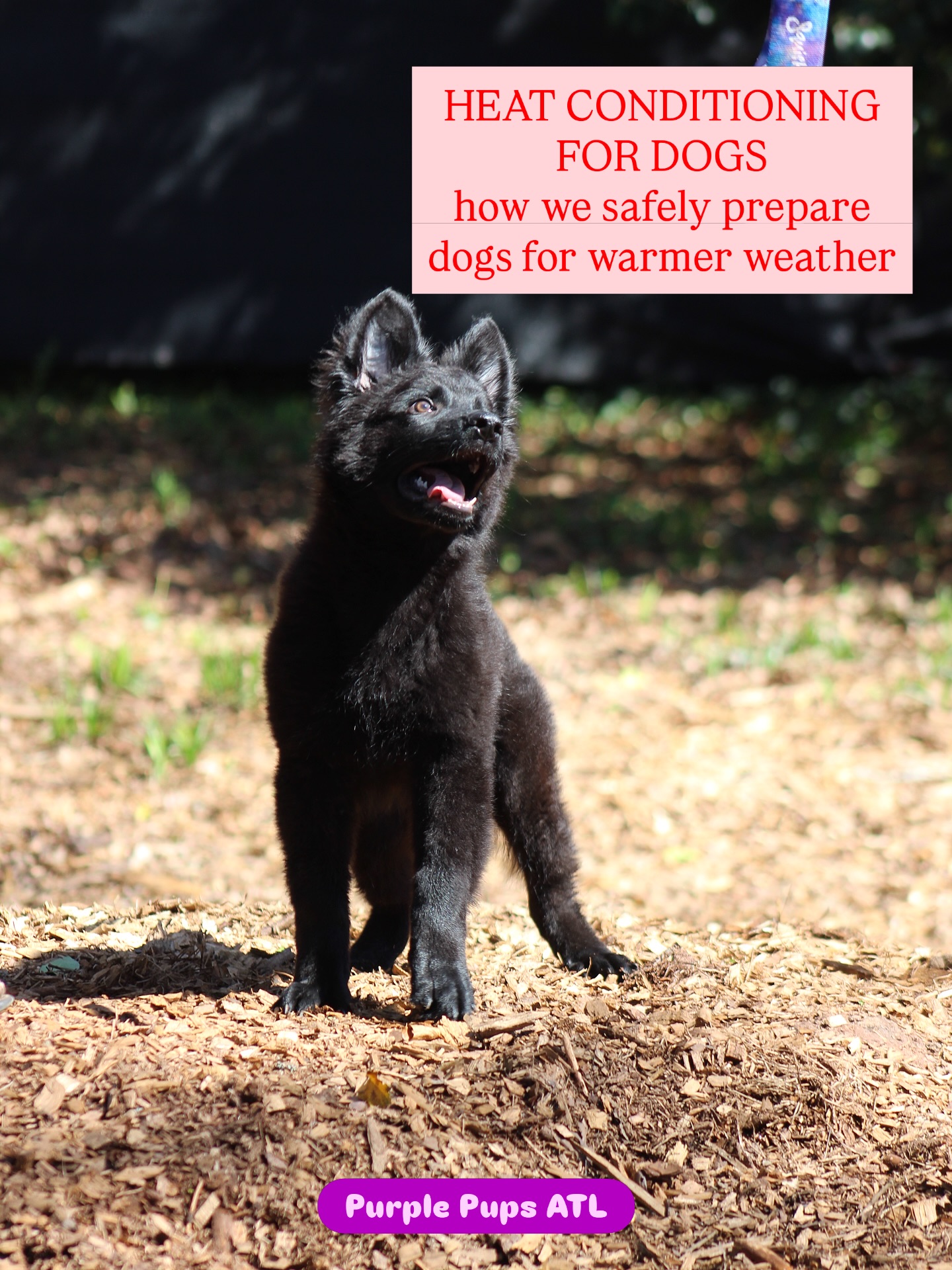 Heat conditioning is something I start every year as the weather begins warming up here in Georgia ☀️
This is something I do with my personal dogs every year and also with the dogs that are with us in training during the warmer months.
The biggest thing to understand is this:
heat conditioning is NOT about pushing dogs in the heat.
It’s about helping dogs gradually and safely acclimate so they can better tolerate warmer temperatures over time.
For us, that can look like:
• short play sessions
• being outside while I’m doing yard work
• settling on place in the shade
• cooling off with water or kiddie pools if needed
We always start with short sessions first and slowly build up.
A huge part of this is also knowing when your dog is too hot. Before trying any heat conditioning, you should know the signs of heat stress and heat stroke.
If you want help figuring out how to safely start with your dog, DM us and I’m happy to give recommendations.
#dogtraining #heatconditioning #dogsafety
#atlantadogtrainer #purplepupsatl
