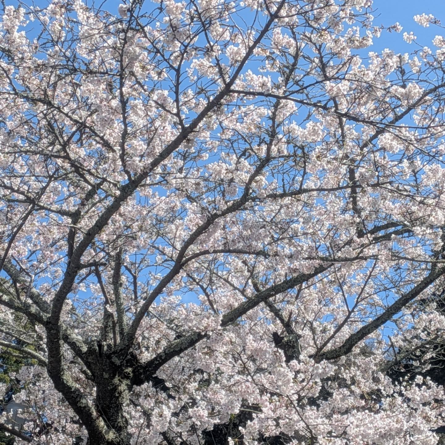 今日から4月。今月から院内備品、フード・薬など仕入れコスト増を受け、当院も全体的に診療費改定させていただくこととなりました。ご負担をおかけしますがよろしくお願いいたします🙇
春らしさが見られる毎日ですね。先日、鎌倉・妙本寺のサクラとカイドウがきれいでした🌸病院の改修も概ね終了。車での来院がしやすくなったかと思います。予防シーズンですので狂犬病予防接種、ノミ・ダニ、5月からはフィラリアも忘れないように予防しましょう⚠️
#トダアニマルキャンプ #動物病院 #逗子市 #診療費改定のお知らせ #予防シーズン