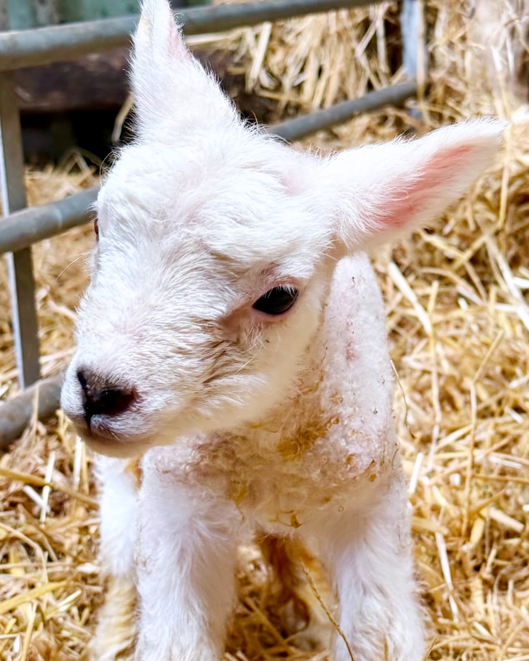Not long now until the little woolly ones start arriving 🤍🐑
Spring really is on its way (I’d like to say it’s here… but it’s still freezing ❄️ and we’ve had snow this week!) 😂 But still! Excited for lambing to start 🐑 and definitely for sunshine days ahead 🌼✨ Yes please! ☀️🫶🏻
Also, does it take anyone else a few days to adjust to the clocks changing, or is it just me? 🙈😅
#lambingtime #babylambs #lambing2026 lo#sheepandlambs #newbornlambs 🐑🐑🐑