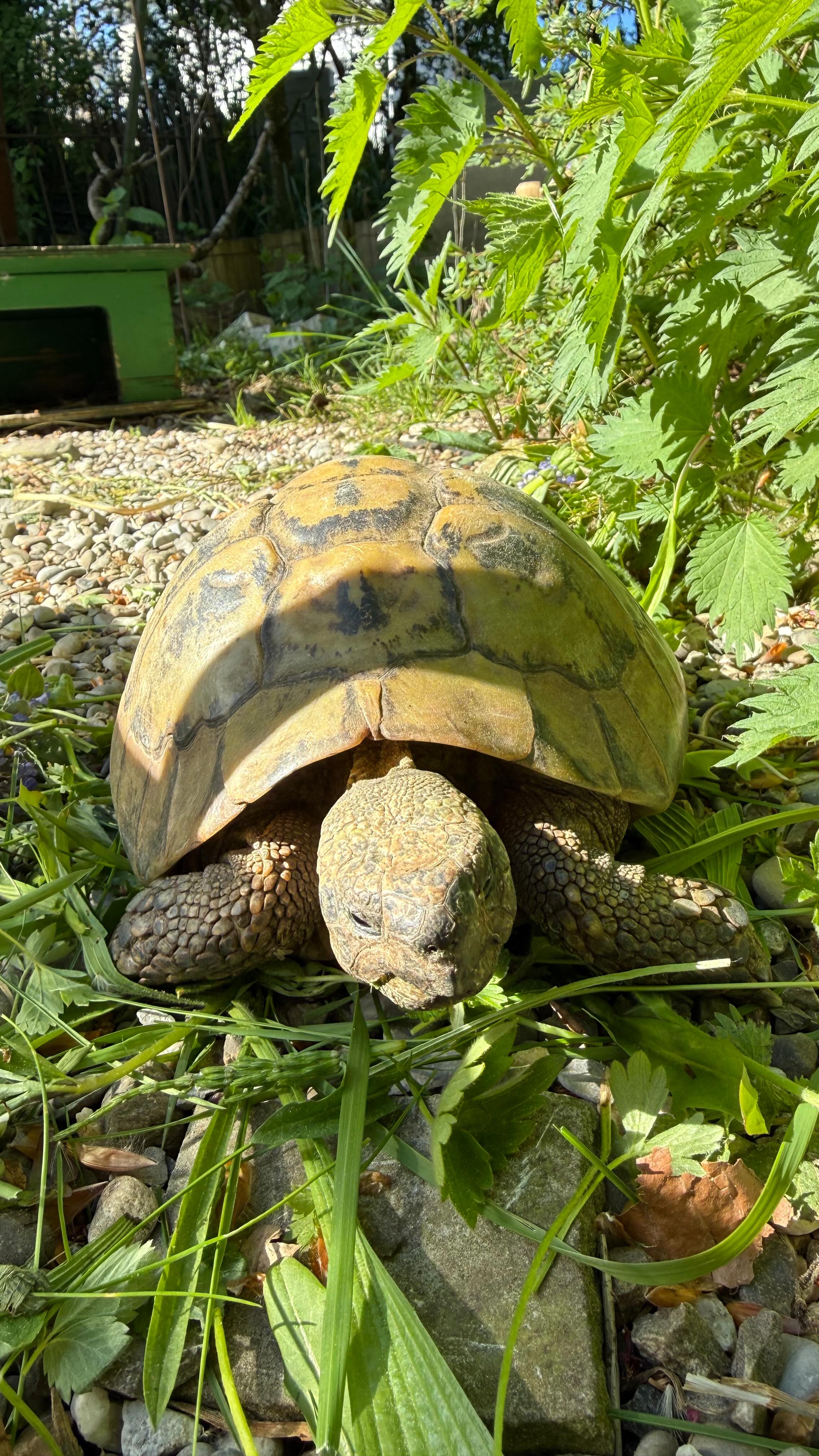 Du hast ha nur eines 🤷♀️
#lebenshof #lebenstraum #tierliebe #ziegen #pippi