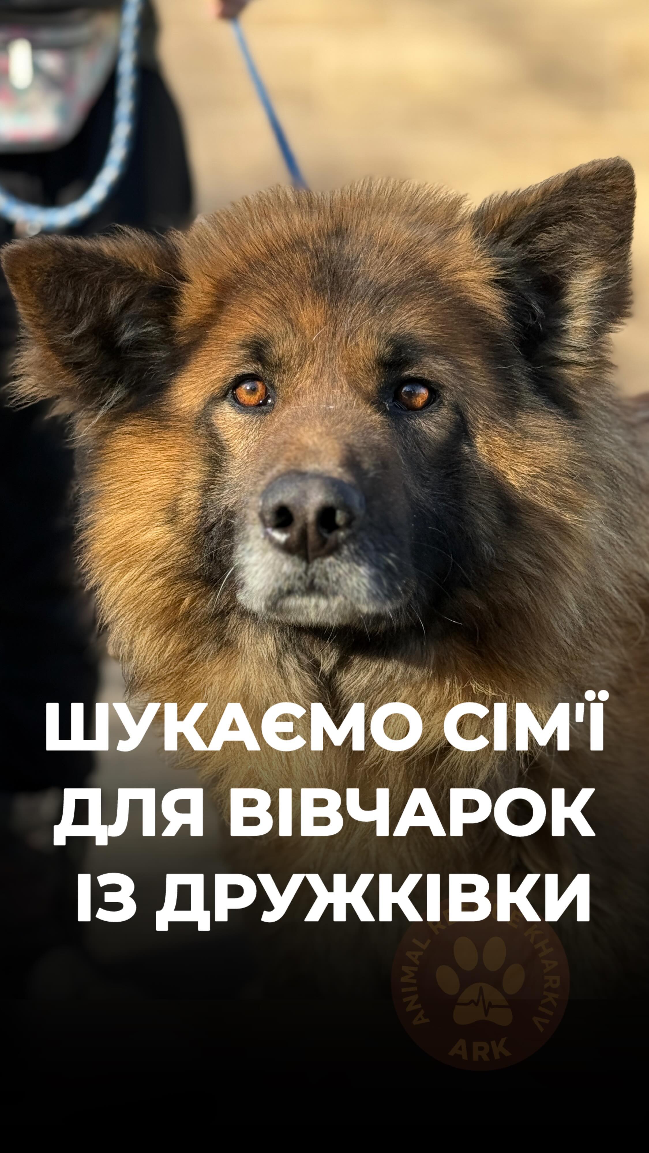 Шукаємо сімʼї для вівчарки Джордана та Коліна з Дружківки! (⬇️ENG)
Господарці Джордана не дозволили забрати його на зйомне житло. Жінка лишалася з ним у цьому «пеклі», поки шукала, як його врятувати та ледь не пропустила свій евакуаційний рейс.
«Будь ласка, віддайте його тільки в хороші руки. Він дуже хороший охоронець. Свою територію захищає на відмінно. А коли виходить із вольєра, дуже любить спілкування».
Джордан дуже сумує у нас в ARK без людини.
Так само сумує і Колін
Колін залишився напризволяще в Дружківці, заблокований у своєму дворі, не в змозі навіть знайти собі їжі.
Його евакуювали до нас
в ARK наші друзі @12_guards
Він уже кілька місяців чекає на своїх люблячих господарів.
Колін дуже енергійний, йому дуже потрібна можливість багато гуляти. У вольєрі він не може довго знаходитися без руху. Як би він жив у приватному будинку, його щастю не було б меж.
Джордан і Колін дуже чекають на своїх люблячих господарів.
Контактний номер для всиновлення:
+380990416703 (WhatsApp / Viber / Telegram)
Зробити донат можна за посиланням у біо чи в коментарях 👉
We are looking for families for German Shepherds Jordan and Colin from Druzhkivka!
Jordan’s owner was not allowed to take him into her rented housing. She stayed with him in that “hell,” searching for a way to save him, and almost missed her evacuation transport.
Jordan misses having a perso