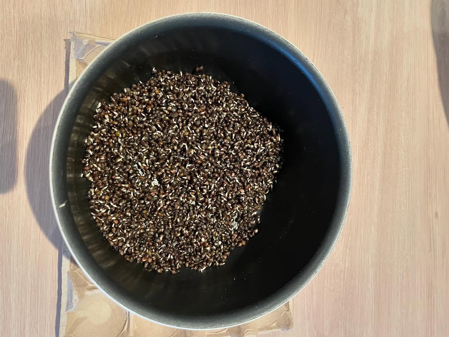 Test de germination de notre chènevis, concluant !!!!! Bonne pêche !
Amis pêcheurs contactez nous !
#carpe #peche #chenevis #hautsdefrance #plainedestrees #cclvd #chanvre