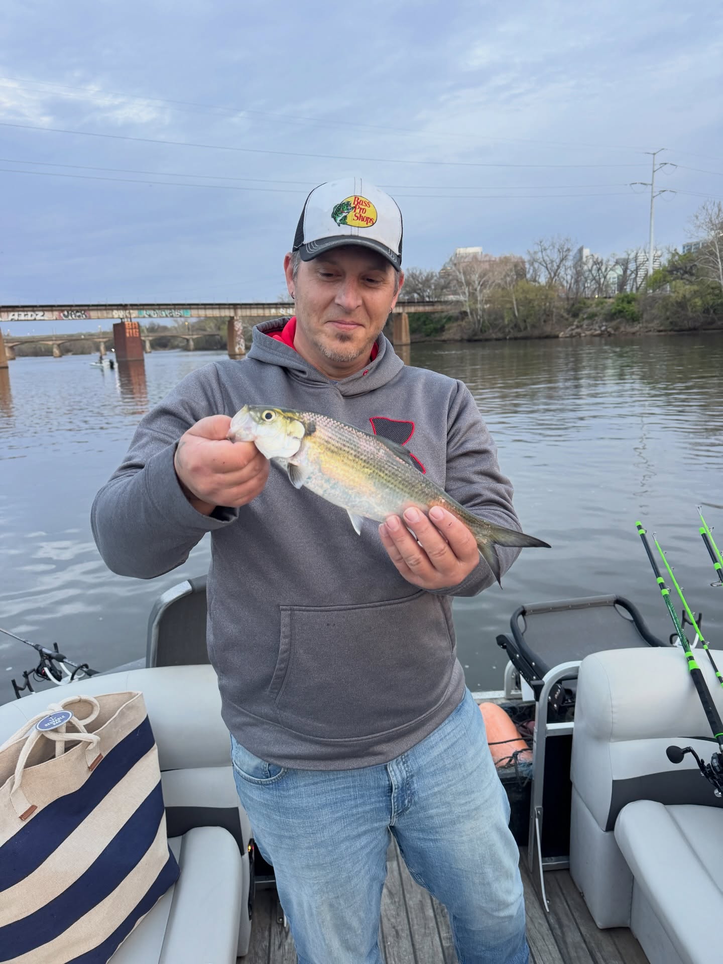 Loaded up on bait! These hickory shad are a blast to catch!