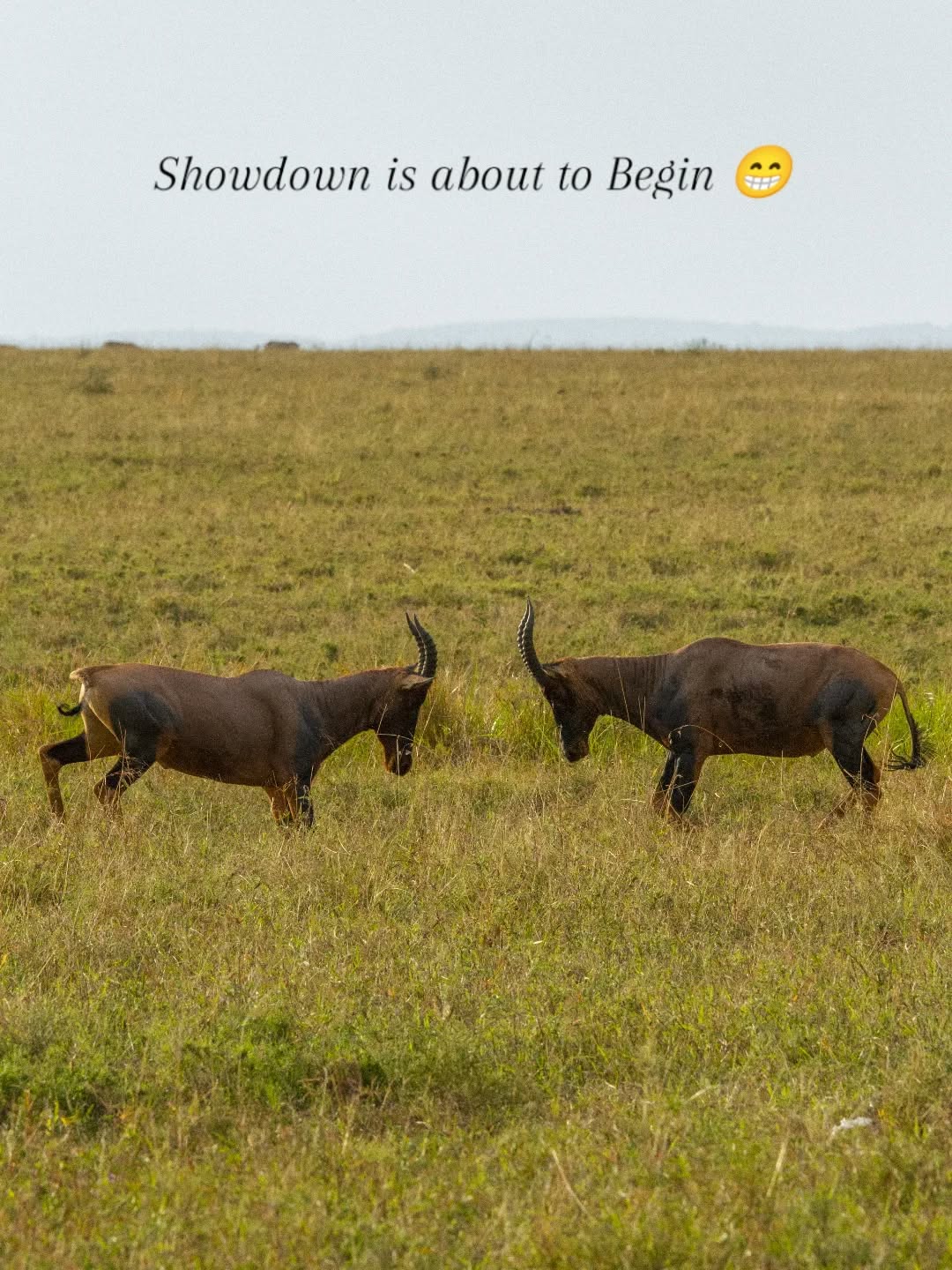 Face to face in the wild 🐃🔥
Two powerful Topi preparing for a showdown in the endless plains of Serengeti National Park. Moments like this show the raw beauty of nature, where strength, territory, and survival decide everything.
Game drives in the Serengeti always bring unexpected and unforgettable wildlife action.
Experience the wild with Gnade Safaris
🌍 www.gnadesafaris.com
📧 info@gnadesafaris.com
📱 WhatsApp +255793832959
#Serengeti #Topi #WildlifeSafari #TanzaniaSafari #AfricanSafari NaturePhotography VisitTanzania SafariExperience GnadeSafaris 🐘🌍📸