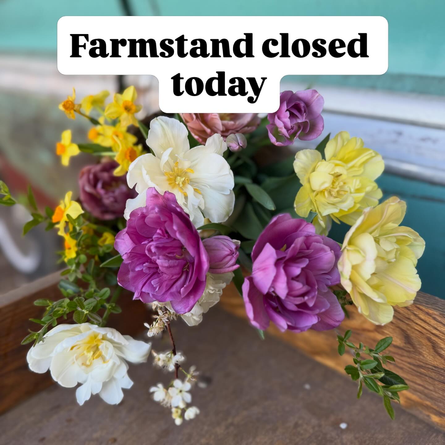 Hey yall! We’re not putting flowers out in the heat today because cool flowers don’t like these warm temps. BUT we have plenty of tulips so if you want a bundle go to the Flower Shop and get your order in to snag this week’s tulip special. We schedule a pick up time with you!
If you’re in Fort Mill come see us tomorrow at the Anne Springs Greenway Spring Market. We will have our popular Spring in a Jar there…and these are possibly our best ones yet!
Happy Spring (but feels like summer)!!! 🌸🌺💐☀️
#fortmillmoms #fortmillsc #lakewyliesc #cloversc #annespringsclosegreenway