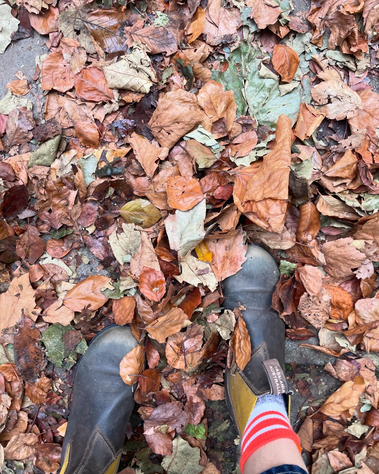 My happy feet in the leaves today- although they’d be happier without shoes 🍂
Things on my mind right now: seasons changing, light and dark, and how they’re whispering to our cells - conducting our body’s internal orchestra to such a profound effect, most of us are completely unaware.
I’ve been sharing most of these thoughts in my bi-weekly newsletters - happy to share if you’ve missed them.
We can become so consumed with actions, to-do lists, and general life demands - on top of an overstimulating environment - that we miss the fundamental, essential nutrients we must consume daily to thrive during the autumn and winter months.
Natural light from the sun is one of them - all sources of visible and non-visible light. We spend too much time indoors and can be deficient in light, especially this time of year.
I’m learning more and more about wavelengths of light and how they support us way beyond what we can imagine - yes, circadian rhythm, but also stimulating hormone production in the skin that supports appetite regulation, energy expenditure, and metabolism!
Light plays a role in mood, cognitive functioning, memory, good stress, and dopamine.
Even though the days are shorter and it’s beginning to get colder - get outside, embrace the light, let your eyes and skin see what they can.
So, as the leaves crunch under our feet and the air gets crisp, let’s remember to soak in that precious daylight. Your body (and mind) will thank you for it.
Take care of yourselves, lovely people.
We’re in this together. ☀️🍂
#light #dark #health #metabolism #nutrition #bristollife #bristoluk #mind #mood #nutritionist