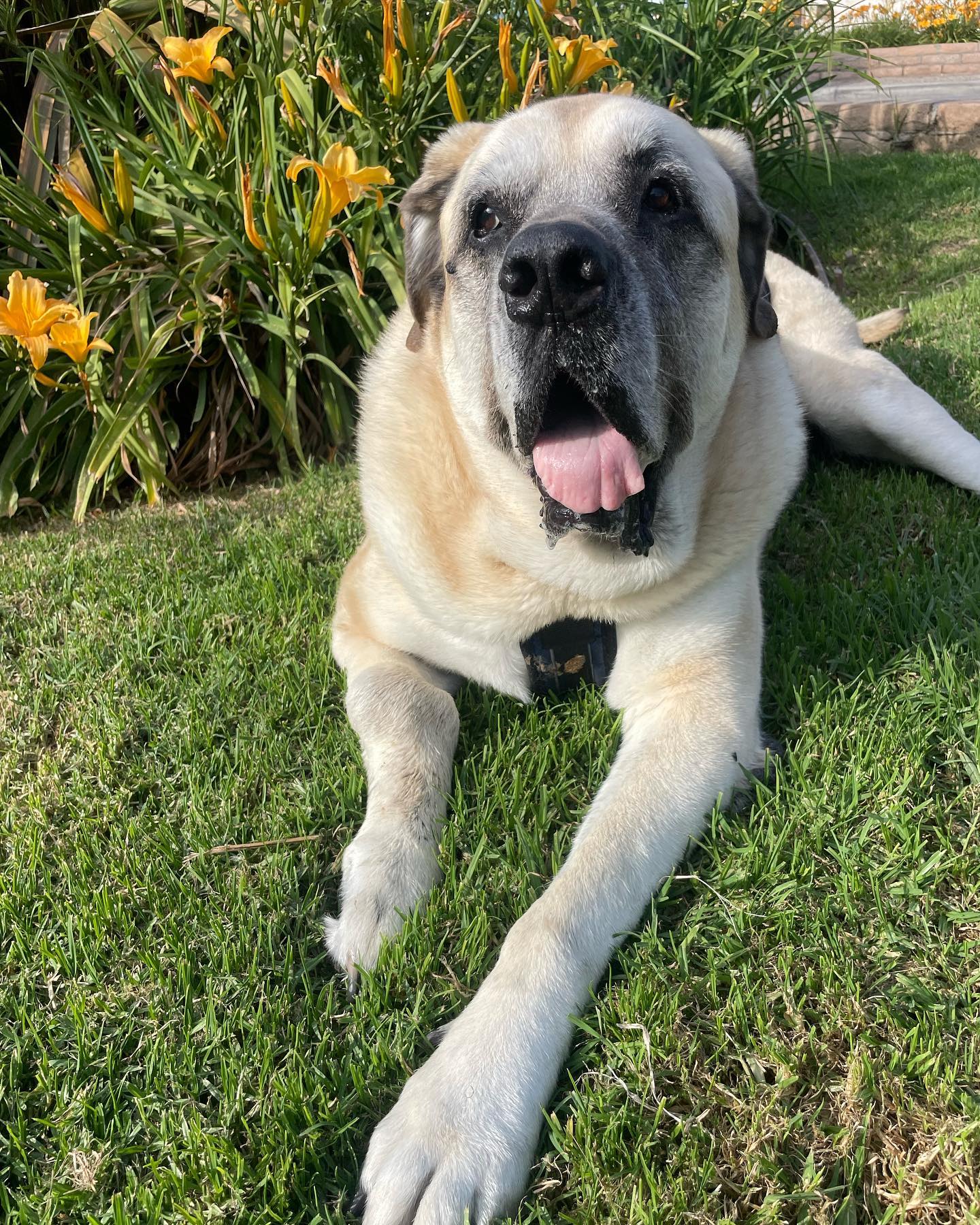 butter you will always be in our hearts ❤️🌈 #restinpeace