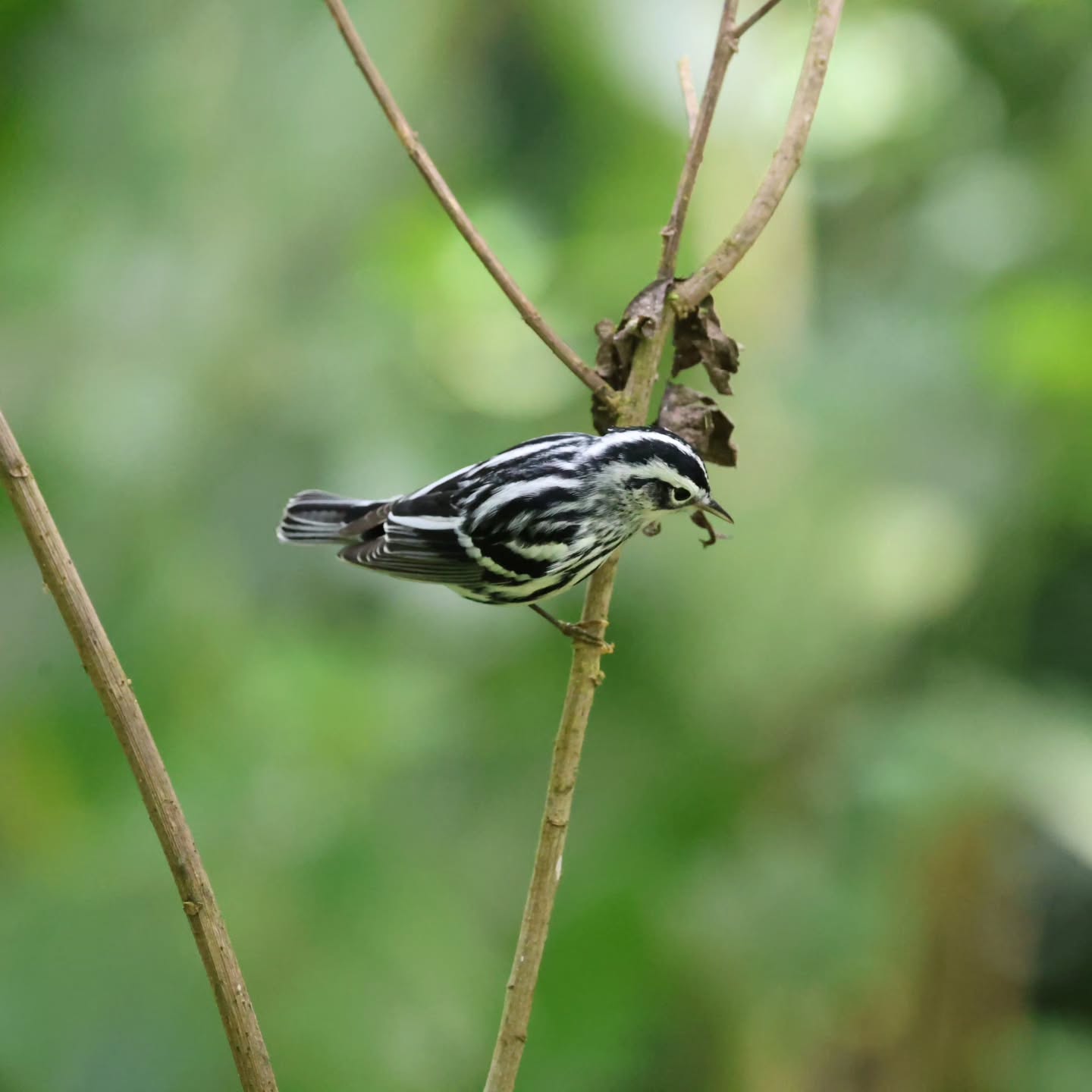 ✨ Black-and-white Warbler (Mniotilta varia)
One of the most unique little birds you can spot in Costa Rica! Unlike most warblers, the Black-and-white Warbler doesn’t hop around branches—it actually moves along tree trunks and branches like a woodpecker, searching for insects hidden in the bark. 🔍🌿
This beautiful bird is easy to recognize with its striking black and white stripes, almost like a tiny zebra of the forest. It’s a migratory species, traveling from North America to Central America during the winter months, making Costa Rica an important part of its journey. 🌎✈️
You’ll often find them in forests, gardens, and even near hotels—just listen for their high-pitched squeaky call and watch closely along tree trunks!
Nature always has something special to show us… you just have to know where to look 😉
#BlackAndWhiteWarbler #MniotiltaVaria #Birdwatching #CostaRicaWildlife #FreddyExperiences PuraVida
