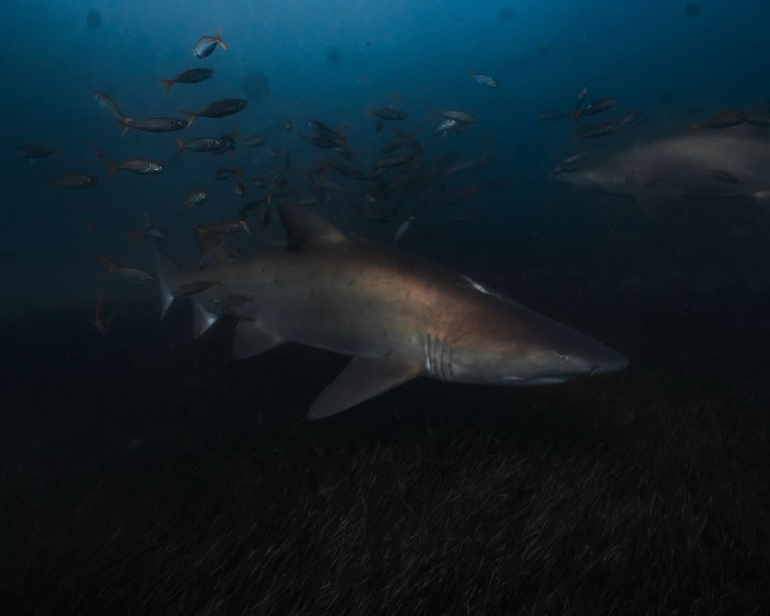 Can you spot the difference? 🧐
Scroll to the end to see the photo of my first grey nurse Shark I ever photographed, 11 years ago, whilst on my Open Water course.
Back then it thought the greens/blues in photos were just the result of not having a good enough camera. Little did I know, even with an expensive camera, the photos would look green or blue.
Hundreds of thousands of photos later, countless hours of editing, it’s safe to say there’s been some progress.