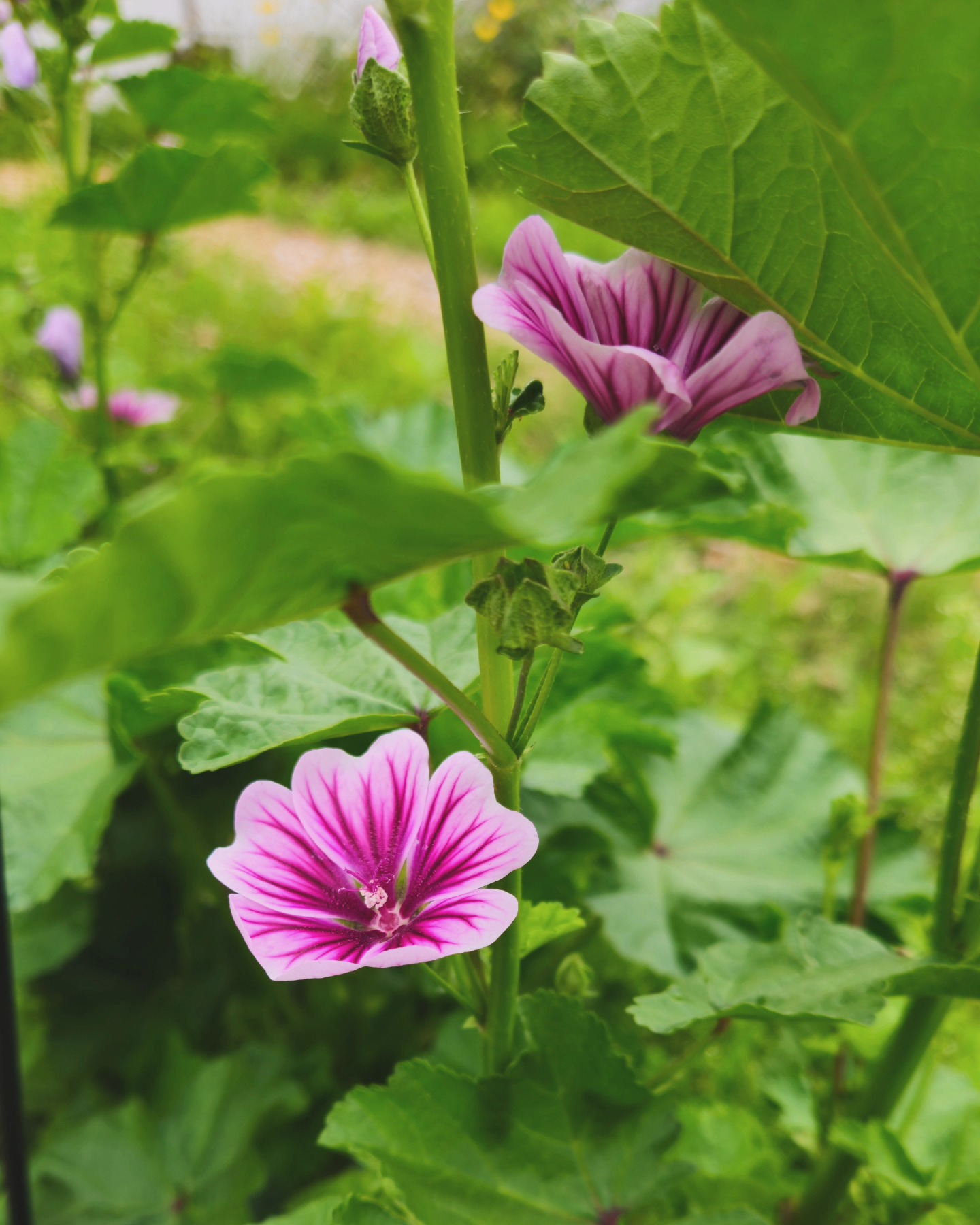 Good Morning from the High Mallow πΈπΏ
Originally I planned to harvest flowers + leaves for tea this summer but I haven't been able to bring myself to pick them! Maybe I'll feel called to a small harvest or maybe we just wait until the patch expands next year. We'll see! π
#mallow #gardening #herbalism