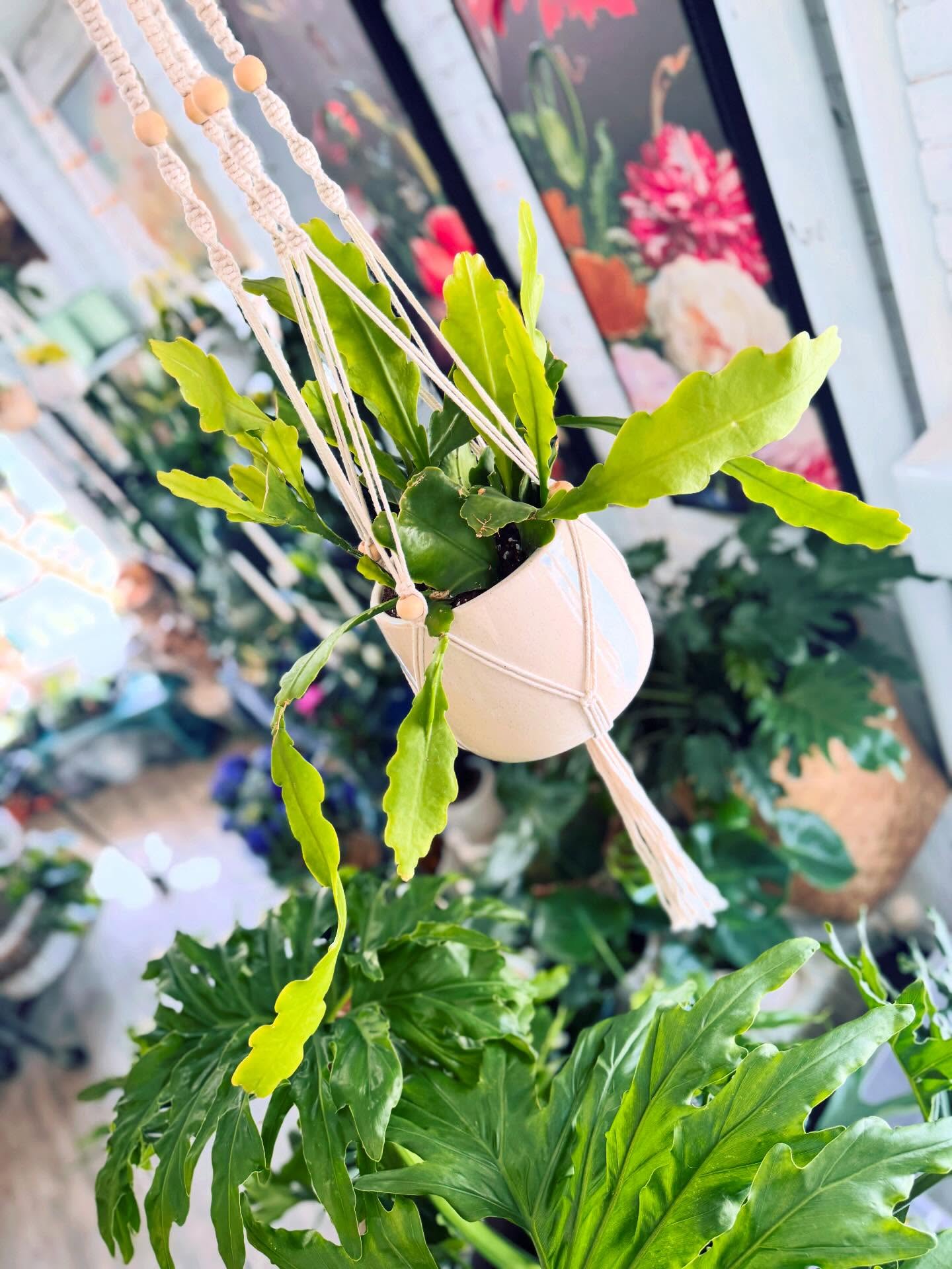 The Epiphyllum ‘Beavertail’, also known as the Orchid Cactus Beavertail, is cherished for its distinctive foliage and beautiful blooms. Its common name comes from its flattened, paddle-like stems that resemble a beaver’s tail. This plant makes a stunning addition to indoor spaces, especially as a trailing or hanging planter .
The Epiphyllum ‘Beavertail’ has slender, leathery, segmented stems with jagged edges.This plant thrives in humid, tropical environments. When conditions are favorable, it produces large, showy, orchid-like flowers in shades of red, orange, pink, or yellow 🌵🌼 🤍