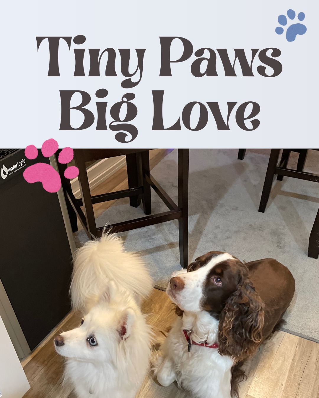 They may not be puppies anymore… but don’t tell them that 🐶💙
Jules & Yeti are still running the house, supervising my work, and making sure every home has proper backyard approval 😉
Happy National Puppy Day to the real MVPs of the Griffin Team 🐾
📲 Need a home your pups will love just as much as you do? 904-505-9998
#nationalpuppyday #dogsofinstagram #puppylove #pupsofjax #jaxdogs #dogfriendlyhomes #backyardgoals #realtorlife #listedtosold #findyournest #homesweethome #kellerwilliamsagent #kellerwilliansrealtyatlanticpartners #homebakedwithjoanne #jaxrealtor #jaxrealestate #jacksonville #jaxrealtoronthemove #jaxrealestateonthemove #thegriffinteamsellsflhomes #joannegriffinsellsflhomes