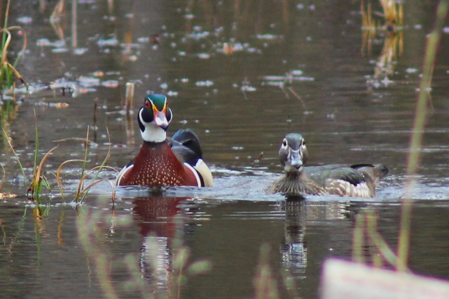 Tuesday Moment of Zen. The wood ducks (Aix sponsa) have returned to the vernal pond in the flatwoods. Time rolls on. Peace y'all.