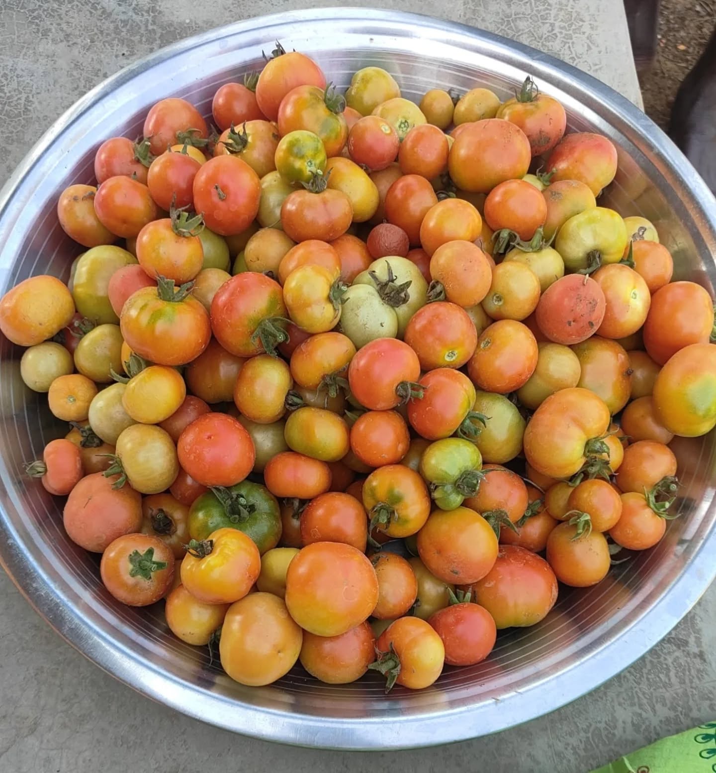 Our Shukla yajurveda Pathasala Vizianagaram - Organic farming Tomato, Banana and Pudina.
#kanchikamakoti #kanchikamakotimutt #periyava #organicfarmingindia #integratedpathasalas