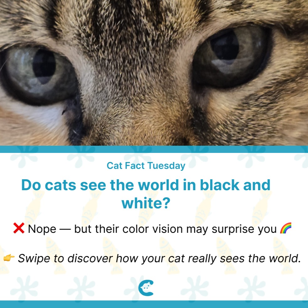 👀 Ever wondered what your cat sees when they stare at you?
They don’t see the world the way we do.
Colors are softer, cooler, a little muted... but movement? That’s their superpower.
So if that bright red toy you were SO excited about gets ignored, don’t take it personally. To your cat, it’s basically boring.
Try blues, greens, or strong light dark contrast instead and you'll suddenly get a very excited tiny hunter ✨
🐱 Save this for your next pet store trip
❤️ Double tap if your cat owns you
➕ Follow for fun facts that help you understand your cat better
#catfacts #catparents #catbehavior #catloversworld #pettips