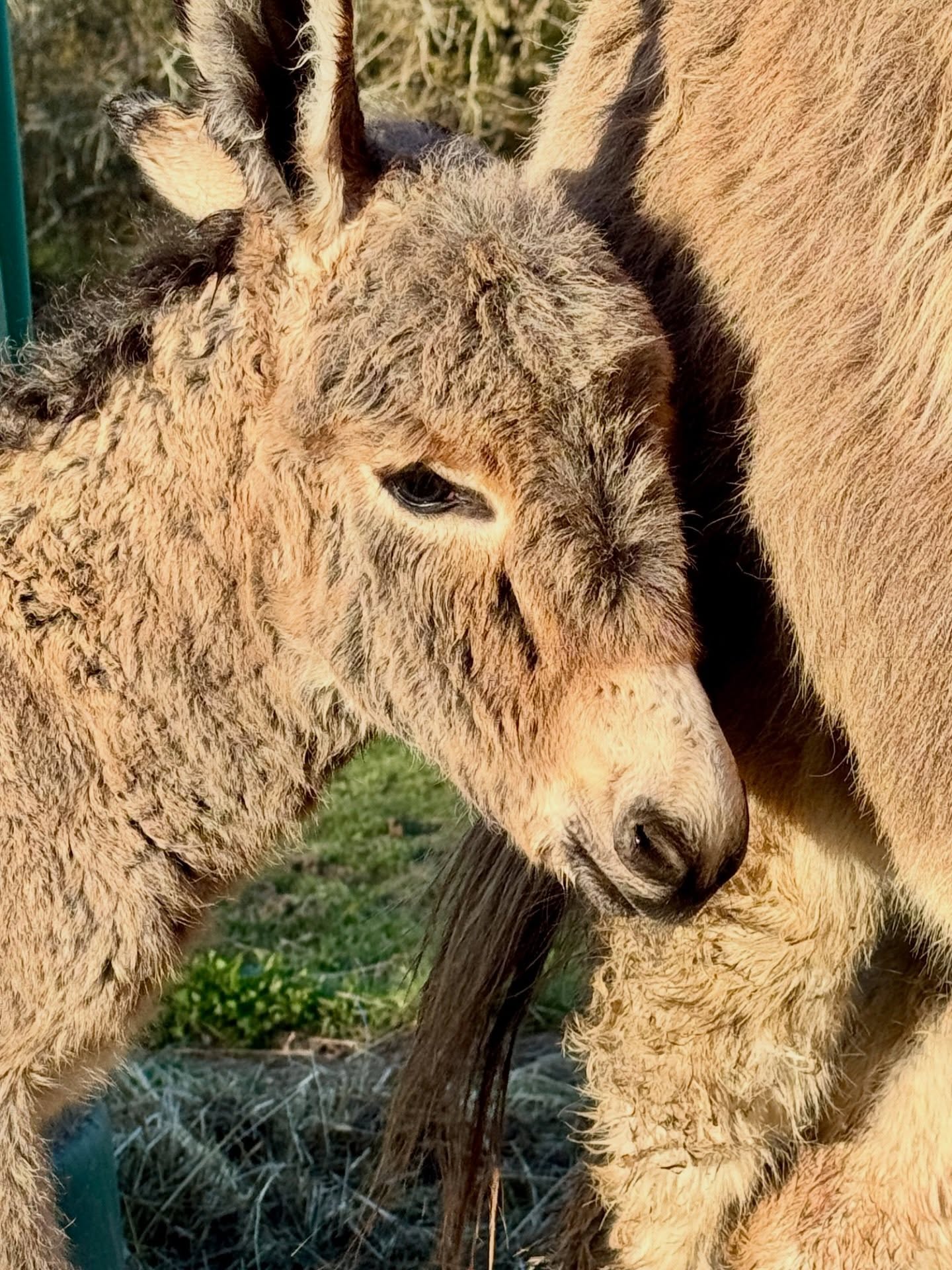 Mamma and baby are doing very well. We think it is a girl. If so, here name will be Cici; her sister is Coco.