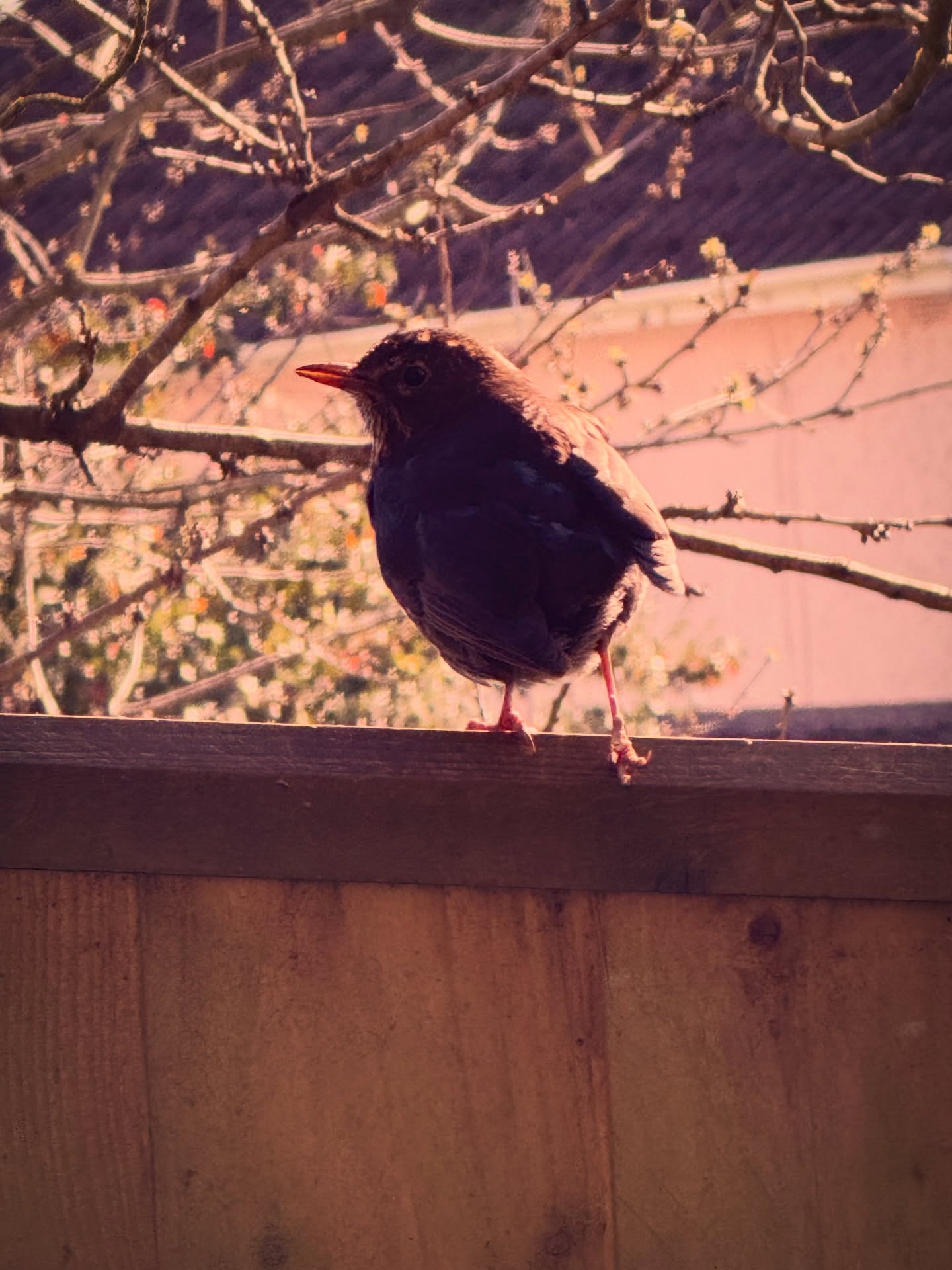 Friday I had a premonition I would meet an injured bird. I thought it would be a pigeon - but an hour later I discovered it was in fact going to be blackbird.. she has a broken foot. I have been carefully observing her for 3 days feeding her mealworms. She is now living under the yurt steps - perching in trees is tricky for her. She lets me get close but not close enough to catch and help with her leg.. very hard to know the right thing to do but she is fascinating. I’ve also watched her mating pair fly down at times to be with her. ❤️❤️❤️Ted Andrews says the blackbird is a guide to what’s hidden just beneath the surface, a reminder to trust what we sense, even before we can fully see or explain it. #blackbird #animalsigns