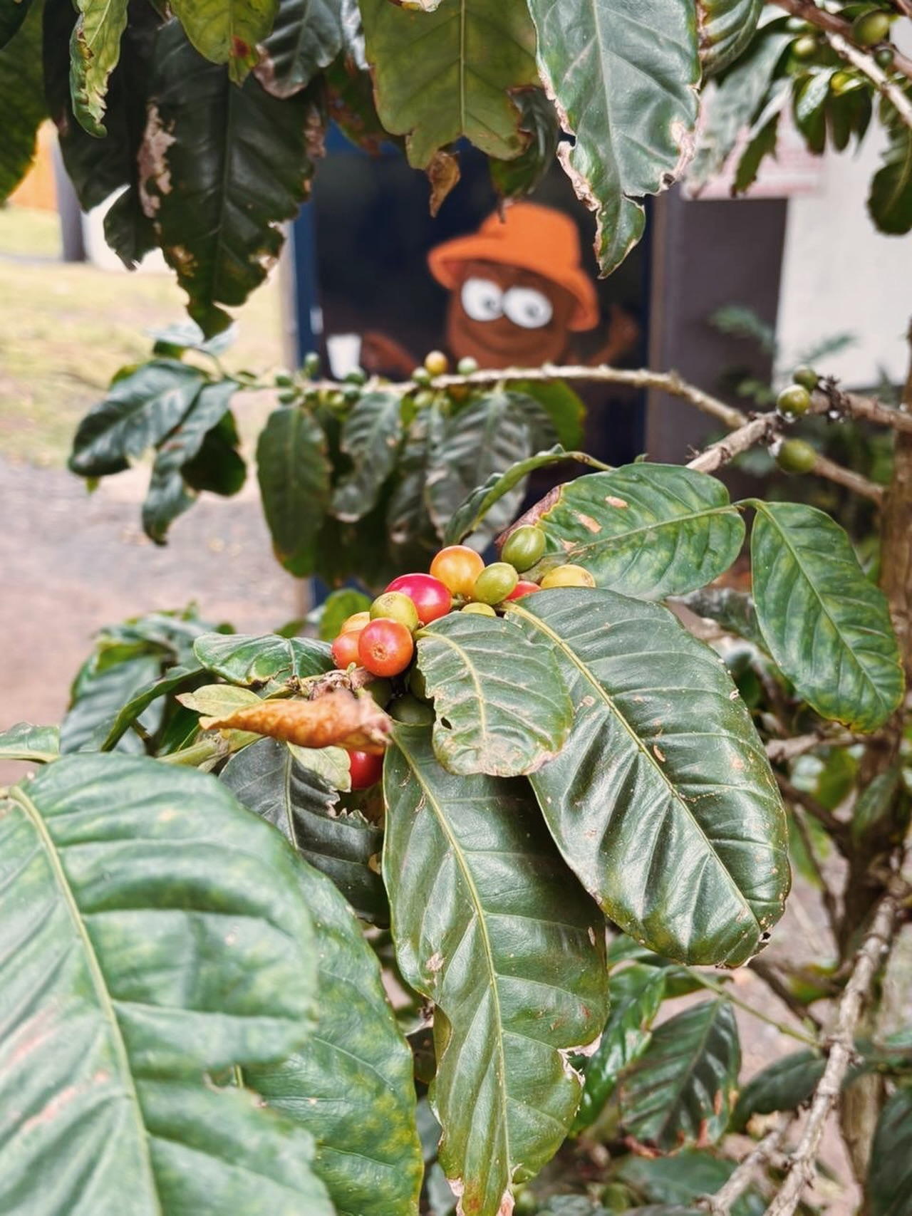 Our bean man keeping his eye on these trees 🌱☕️
Quality starts long before your cup!
#quality #coffee #trees #kzn #instagood