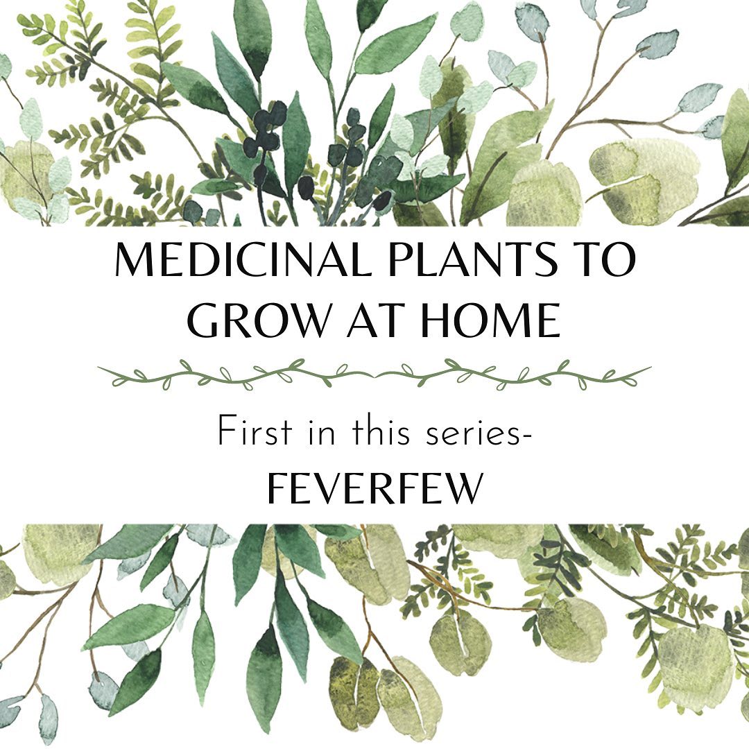 Medicinal Plants: Grow at Home Series
Feverfew (Tanacetum parthenium L.)
Several complementary alternative medicine studies have supported the use of Feverfew as an approach to headache and migraine conditions. Especially important is the use of Feverfew; a medicinal plant, for those who can’t tolerate conventional medications for the prophylaxis treatment of migraines. I recommend Feverfew not only for its ability to reduce the number of headaches and migraine attacks, but also for the reduction in duration and length of the migraine hangover: light & sound sensitivity, dizziness, nausea, and loss of appetite. JAMA reports that 39 million people suffer from debilitating headaches and migraines, they are more common in women than men, and 90% of those on average miss 5 or more work days per month.
Feverfew was known as “medieval aspirin” in the 18th century (NCCIH). Feverfew has been traditionally used for the treatment of fevers, migraine headaches, rheumatoid arthritis, stomach aches, toothaches, insect bites, and infertility. Feverfew is a medicinal plant from the Asteraceae family that includes over 20,000 different herbs and flowers such as aster, chamomile, lettuce, daisies, sunflowers, chrysanthemums, and dandelions. You can grow Feverfew in a pot (inside or outside) and also in a garden. Please work with a qualified holistic professional, functional medicine doctor, or herbalist to make sure of any contraindications such as allergies to ragweed and pollen, pregnancy, breast feeding, or interactions with other medications; particularly those who use blood thinners and NSAID’s.
Please visit resilientrootz.com website to read the full blog post on Feverfew along with a recipe and resources to curate your own extract. Be well!
#holistichealth #healthgoals #healing
#healtheducation #holisticnutrition
#holisticpractitioner #liveyourtruestself #inspiration
#mentalhealth #resilience #wellness #wellnesscoaching
#selfcare #migraines #migrainestrong #arthritis_pain_relief
#rheumatoidarthritissupport