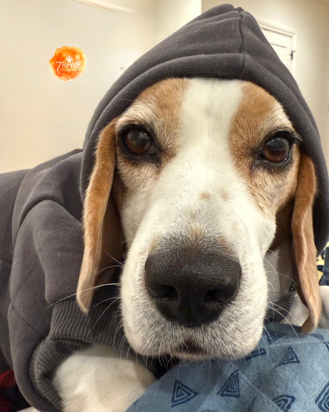 If there’s a way to be wrapped up, warm, and completely unbothered…
Lilo will find it 🥹
She has mastered the art of cozy.
Of soft eyes.
Of just being exactly where she is.
Maybe today doesn’t need more effort.
Maybe it just needs a little more comfort.
Currently refusing to take off her favourite @comfrt hoodie…
and honestly, we understand why 🐾
@comfrt
#Ambassadog #Comfrt #FridayFeels #StayCozy #Softness
📸 Photo by Hemla
#reawakenthepower
#colortherapy #familyconstellations #CrystalHealing #EnergyWork #Intuition #Productivity #SpiritualGrowth
#ColorTherapy #SelfExpression #ChakraHealing #7rays #comfrthoodies