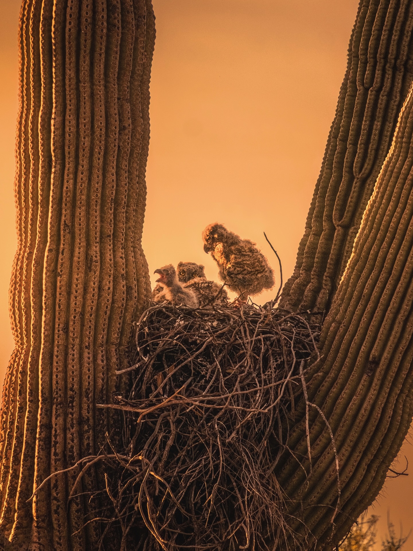 Bigger owlet siblings watching over the runt at golden hour the other night. I donโt think Iโve ever seen something cuter than this!! ๐ฅน๐ฆ
Hereโs a few photos from two nights ago. The sunset also went crazy and we saw mama in a nearby tree keeping watch over the nest. ๐ญ
I love this time of year when owls have their babies! More to come!! ๐