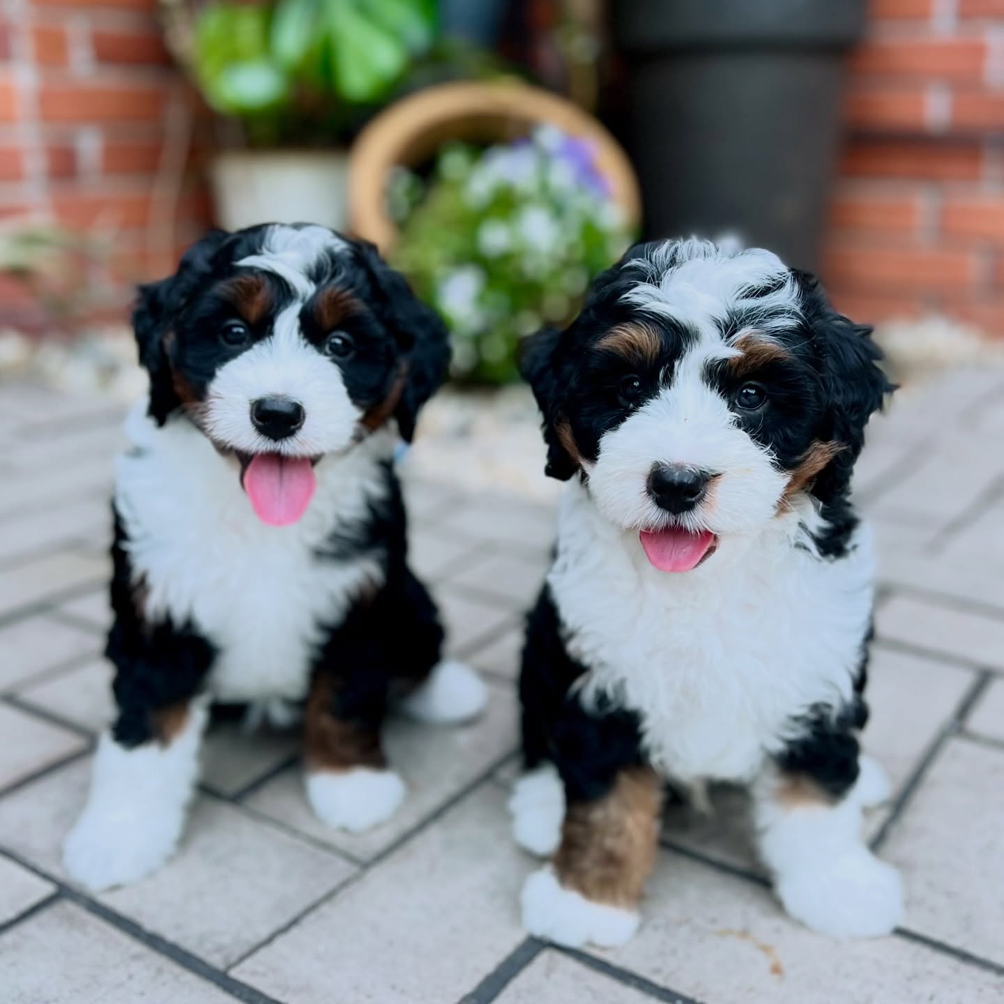 Itās Monday⦠and nope, youāre not seeing double š
Just twice the puppy love to make this week a whole lot sweeter š¤š¾
#bernedoodle #boxwooddoodles