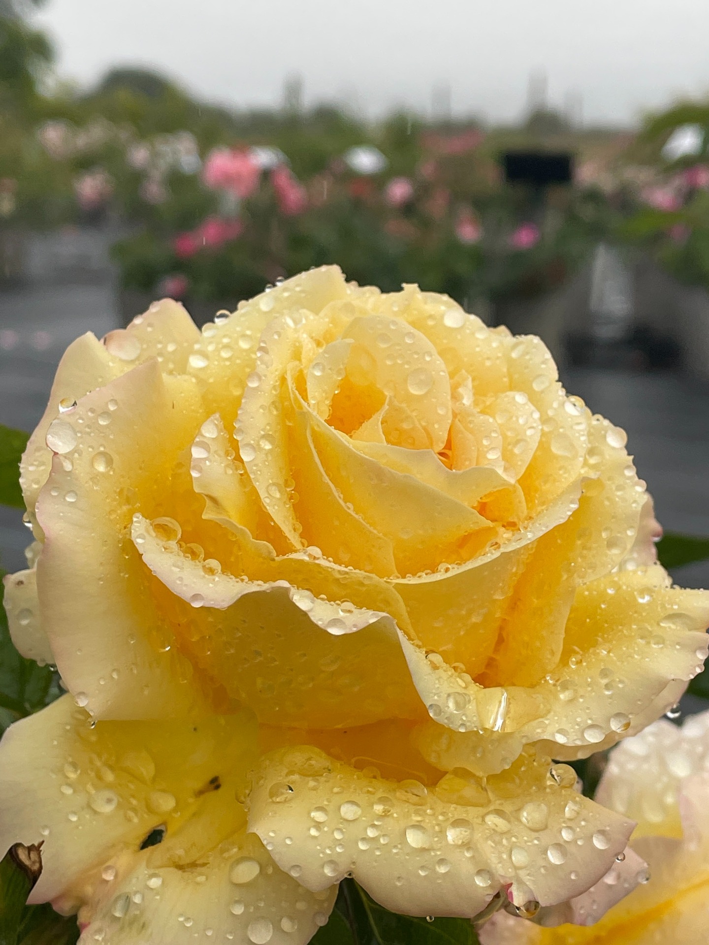 Raindrops on roses 🌨 🌹
Is there anything quite as beautiful?
#roses #peacerose #raindrops #westsussex #chichesterbusiness