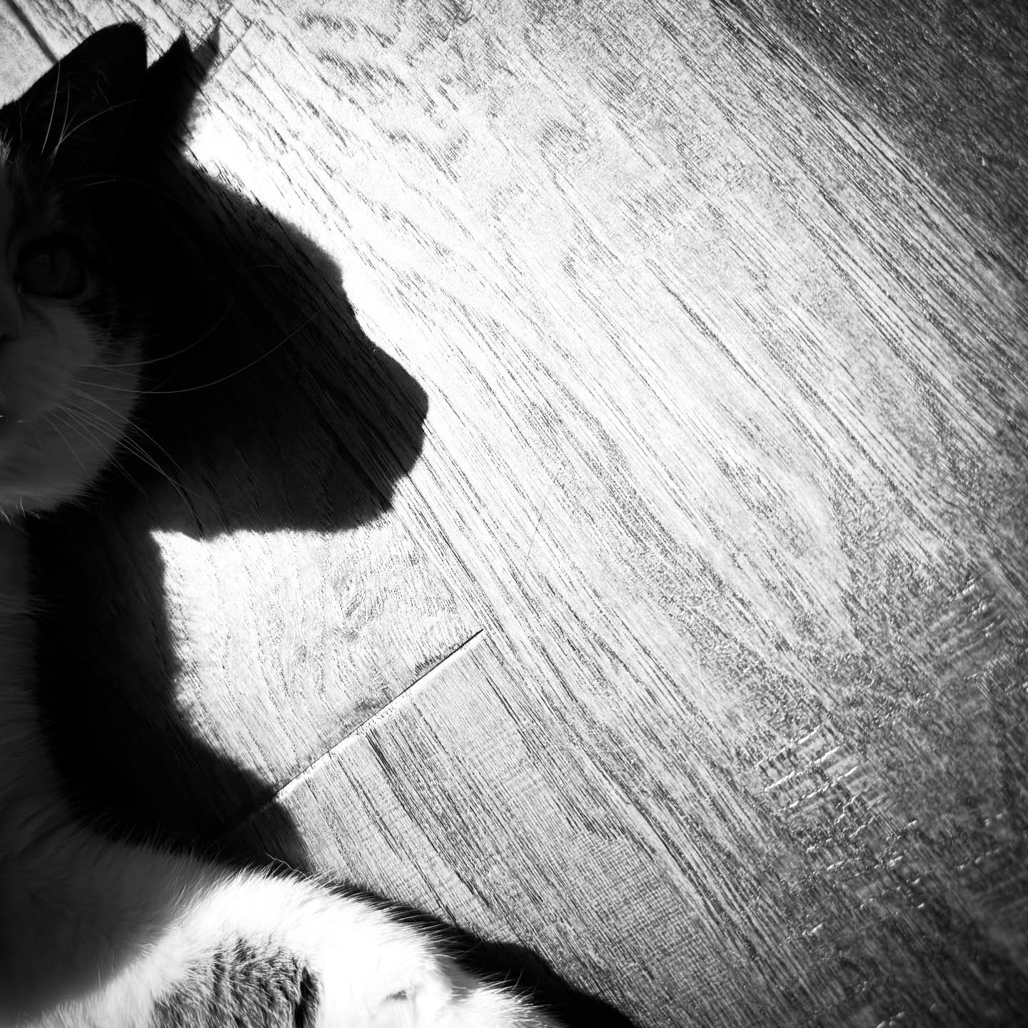 ✨ Shadows tell stories in the quietest ways ✨
Black and white isn’t just about contrast—it’s about mood, depth, and emotion. Shadows can transform a simple scene into something dramatic, mysterious, or breathtakingly beautiful.
At CBirdCREATIVE.com, I play with light and dark to make your visuals unforgettable. Sometimes, it’s the spaces in between the light that speak the loudest. 🖤🤍
Fun fact: The word “shadow” comes from the Old English sceadu, meaning shelter or protection—just like a great design hides and reveals at the same time.
📍 Burlington, ON | Serving the GTA
#ShadowsInBW #BlackAndWhiteArt #CBirdCREATIVE #BurlingtonON #GTAcreatives