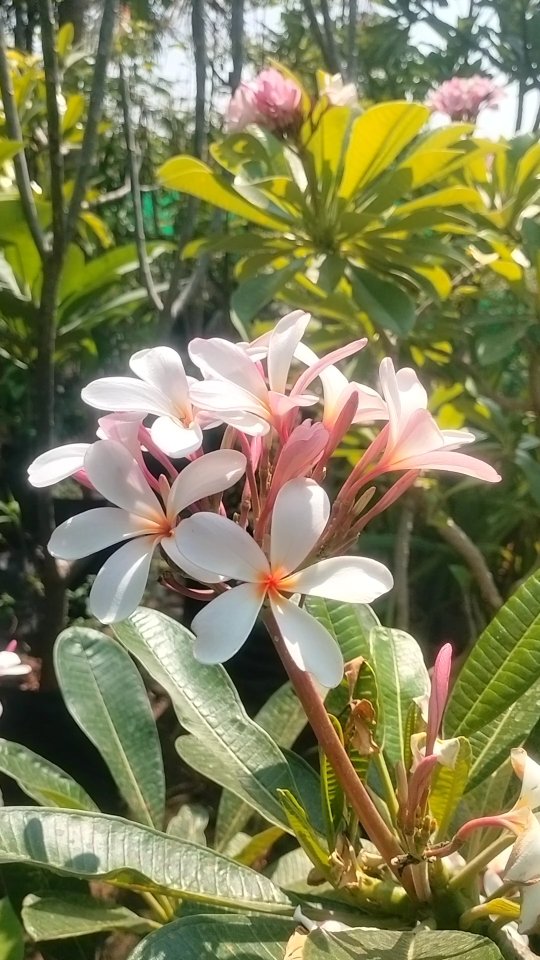Our love is a deciduous dream, shedding the old to make way for a centrifugal bloom 🍃✨
While others offer nectar, I offer the volatile esters of my soul - a fragrance so heady it needs no sweetness to captivate 🧪💫
In the lab of the heart, you are the catalyst; I am the perennial flame 🤍
#plumeria