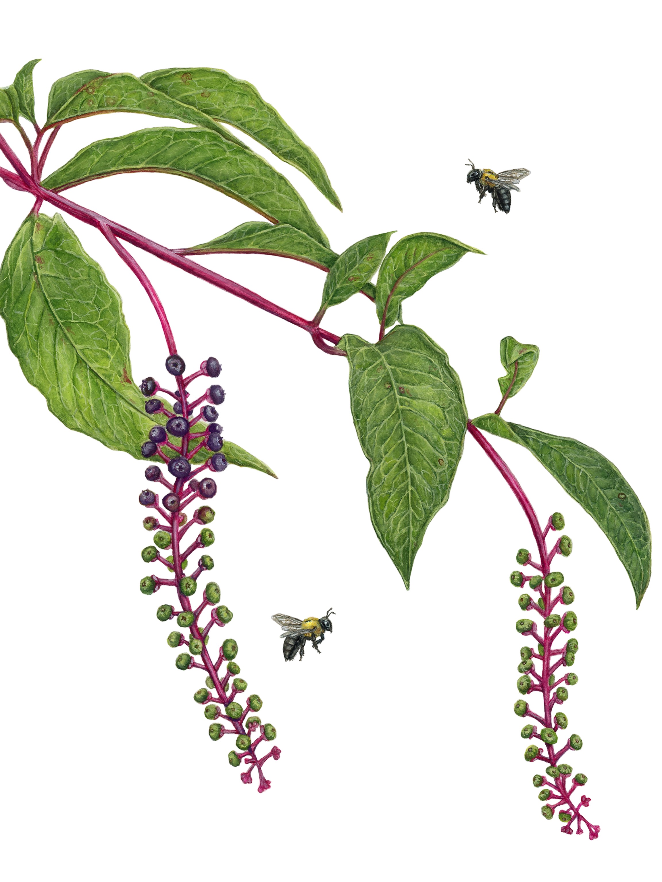 I’d love to introduce you to my latest painting,
“Pokeweed and Carpenter Bees”.
This painting symbolizes a lot of things for me, but mostly it symbolizes misunderstanding. I don’t generally share my poetry because it’s very personal to me, but I felt like this painting needed to be accompanied by the poem that inspired it.
As always, my love for pokeweed stems from author, Nancy Lawson @humanegardener , but I was also inspired to get back into writing because of her too.
I hope this painting and poem allows you to see these misunderstood beings through my eyes ❤️.
“Pokeweed and Carpenter Bees”
5”x7” watercolor & gouache on cold pressed paper
Prints will be available on my website in the next few weeks ❤️.
#wildlifeart #ologiesart #pokeweed #nativepollinators #nativeplants