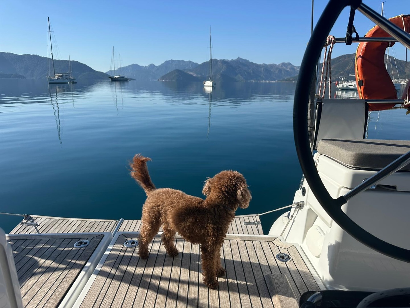Bazen ihtiyacın olan tek şey…
Sessizlik, deniz ve sadık bir yol arkadaşı 🐾
Turkuaz sularda uyanmak, gün boyu saklı koyları keşfetmek, rüzgarla dans etmek…
Mıknatıs Yatçılık ile hayal ettiğin mavi yolculuk artık çok yakın.
📍 Ana marina: Marmaris Netsel Marina
📍 Teslim noktaları: Göcek • Fethiye • Kaş • Turgutreis • Gökova Körfezi (Karacasöğüt) • Orhaniye • Söğüt
İster sevdiklerinle, ister dört ayaklı dostlarınla…
Rotanı seç, gerisini bize bırak.
✨ Şimdi rezervasyon zamanı!
#SailingYacht #BoatLife #Yachting #BlueWaterSailing #sailaway