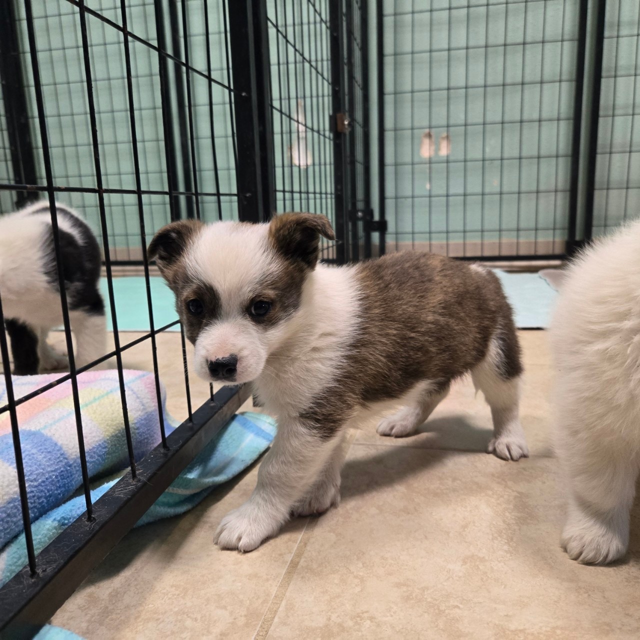 Rescue doesn’t run on office hours.
It runs on early mornings, late nights, and volunteers who show up — even when it’s hard.
Every kennel cleaned.
Every bowl filled.
Every walk taken.
Every dog comforted.
Second Chance Dog Rescue Mansfield is 100% volunteer run, and this work happens because people choose to care.
Thank you to every volunteer who makes this possible. 🐾