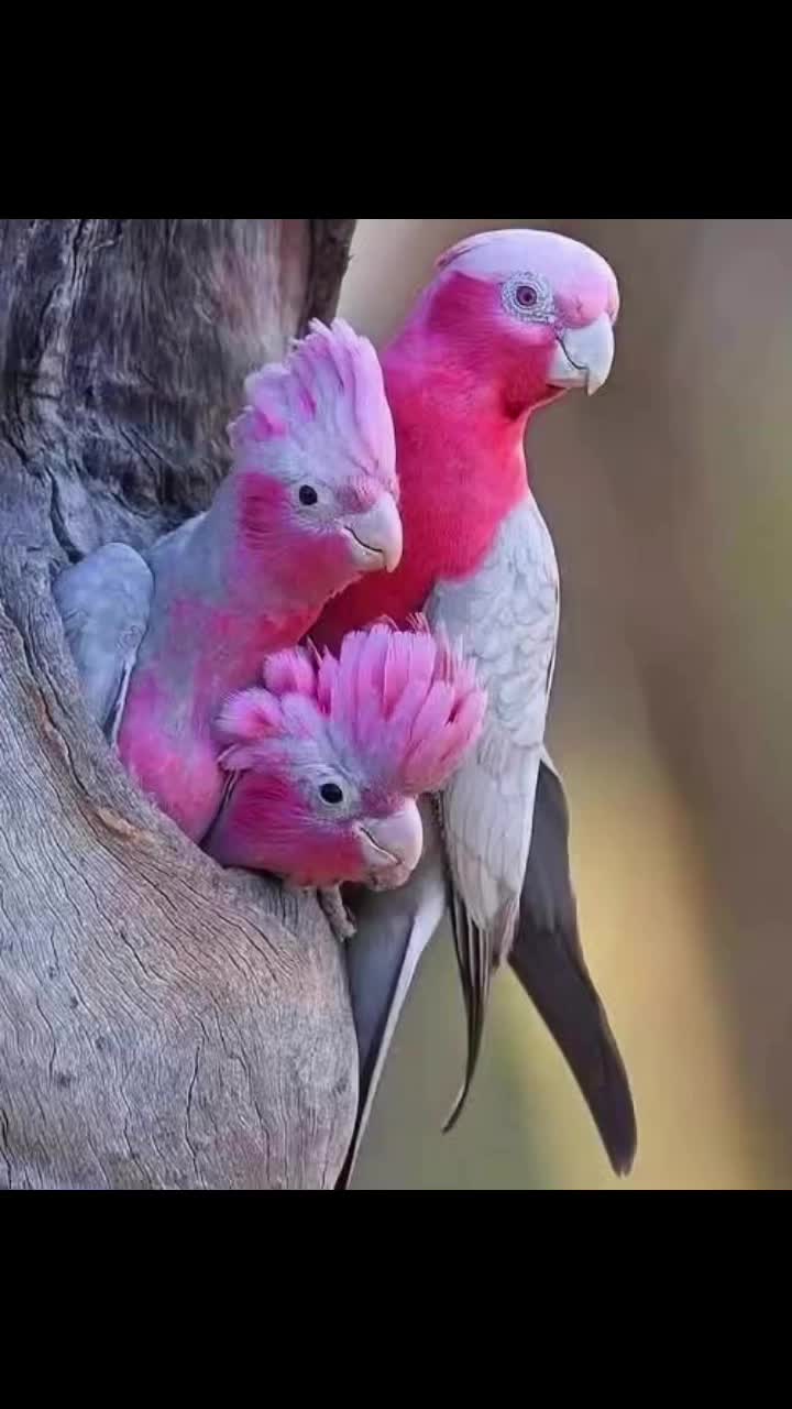 Photo of the day 🥰 How lucky are we to live in Australia, the beautiful Glaha as a native to our country 🥰❤️❤️