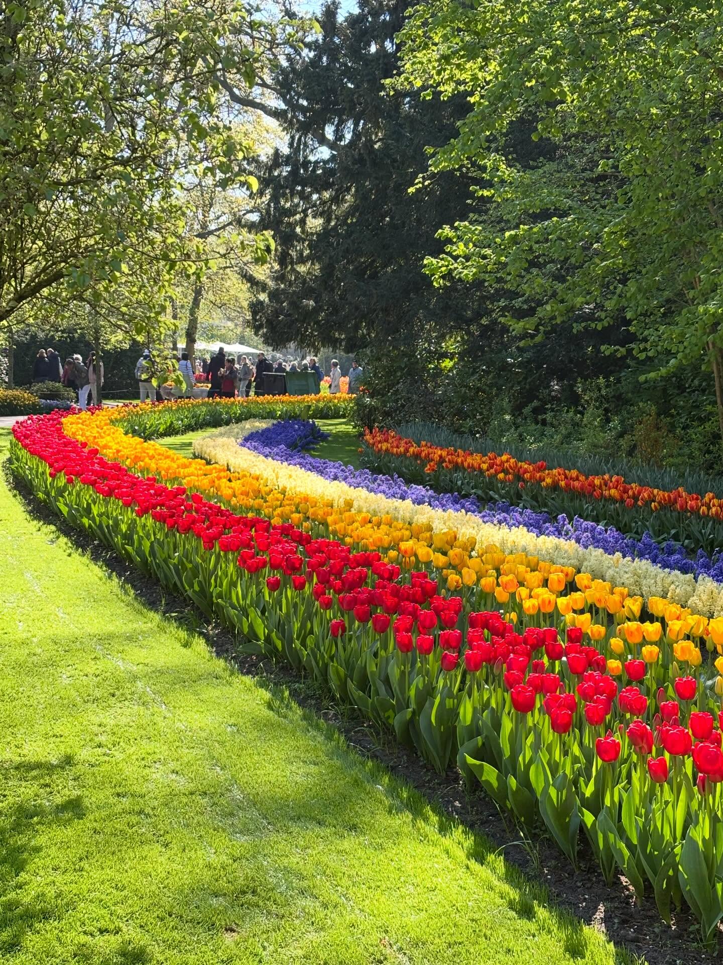 A family member sent me this the other day and seeing photos like this from the tulip fields near Amsterdam makes me want to pack a suitcase immediately 🌷✈️
There are so many bucket-list places in the world, and this is definitely one of them 😍
So tell me…
If you could hop on a plane tomorrow, would you choose:
🌷 Amsterdam in tulip season
🏝 A relaxing Caribbean all-inclusive
🚢 A cruise with ocean views every morning
🇮🇹 Italy for all the food and history
I honestly think I’d have a hard time choosing 😂
What’s your dream trip right now? 👇
#ValleyViewTravels #AmsterdamTulips #BucketListTravel #TravelDreaming #EuropeTravel CruiseVacation AllInclusiveResort DreamVacatio
