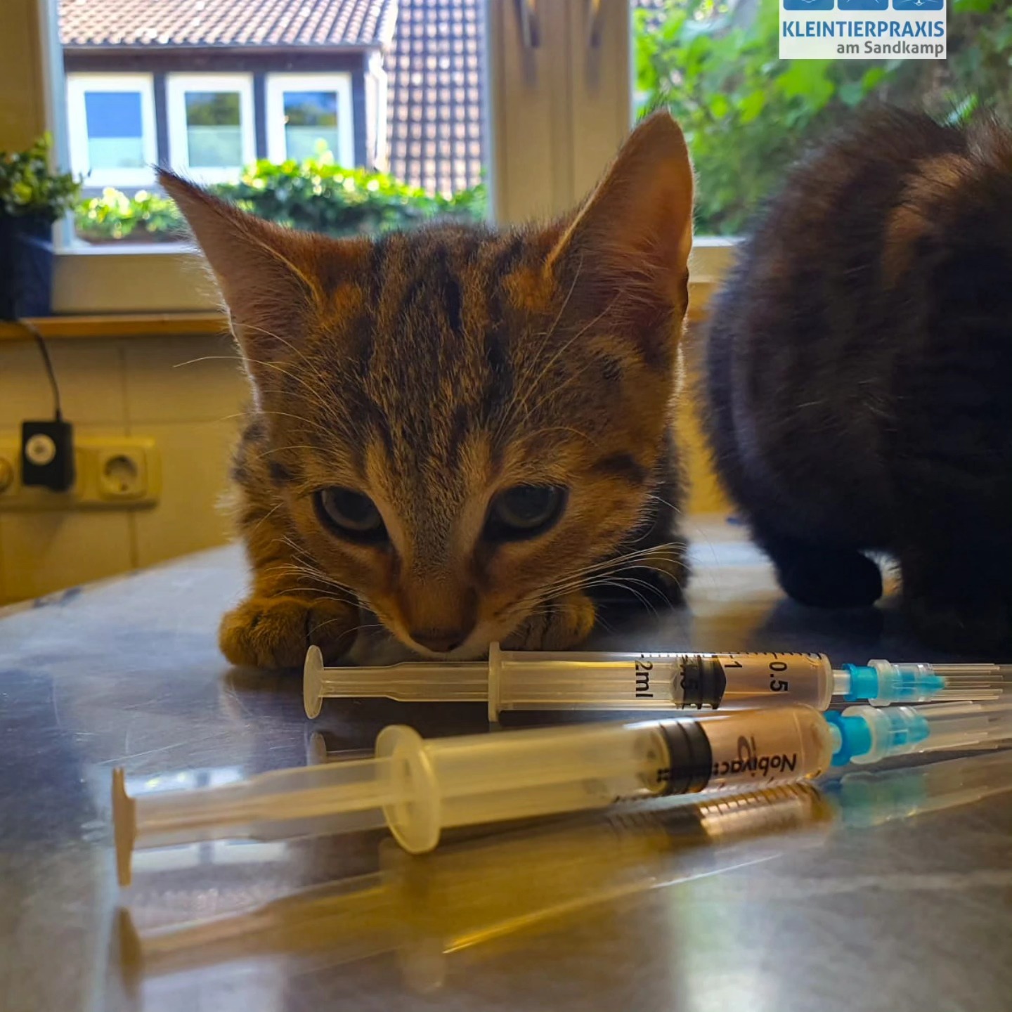 Kiki und Gismo stellen sich vor! 😍
Die elf Wochen alten niedlichen Geschwisterkätzchen kamen zum Gesundheitscheck und Impfen in die Praxis. Beide Kitten sind quitschfidel und halten ihr Herrchen ordentlich auf Trab. Sie sind Wohnungskatzen und sollen auch Wohnungskatzen bleiben.
#Tierarzt #Impfschutz #Vorsorge