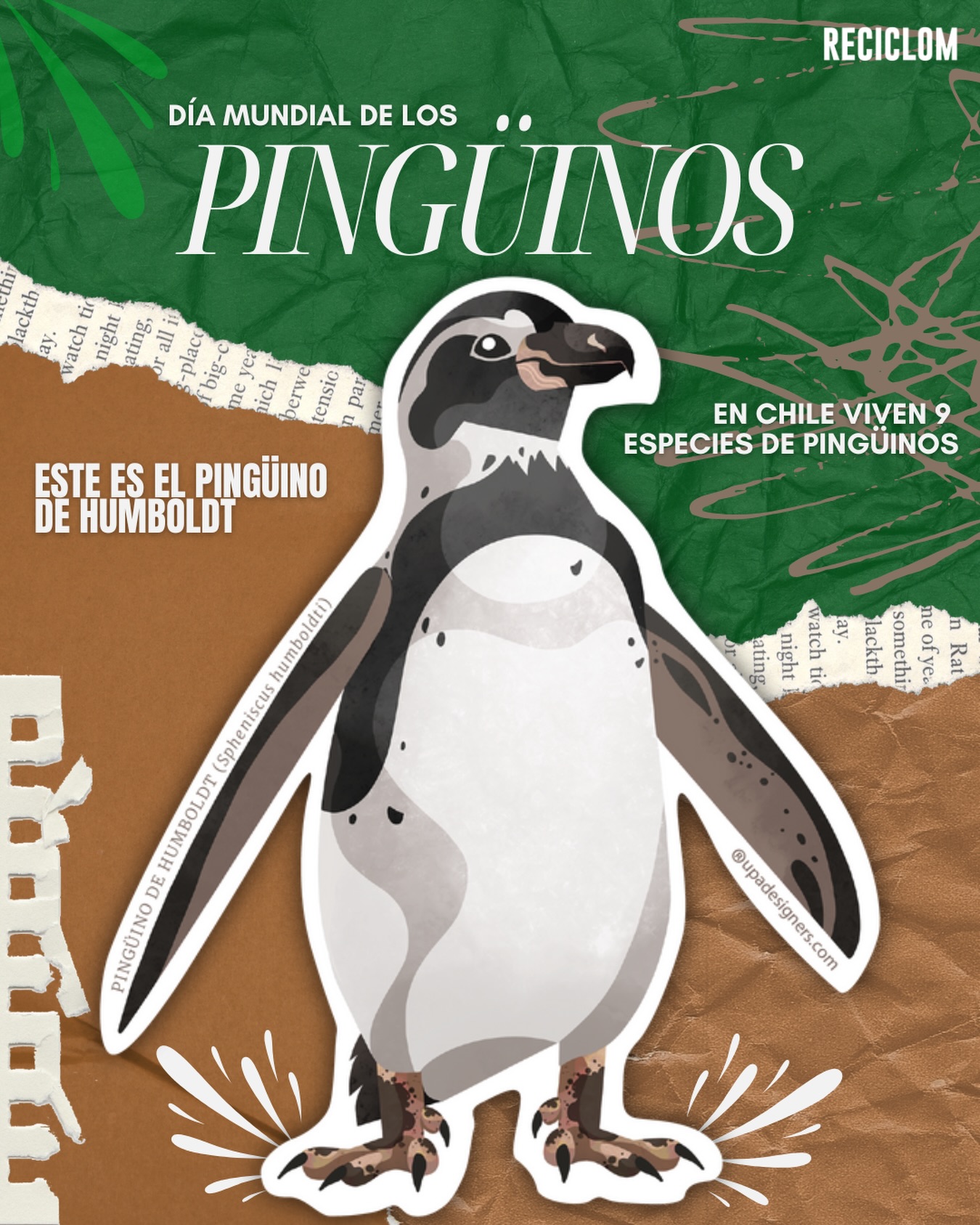 En las costas de Chile, el pingüino de Humboldt enfrenta amenazas que van desde la contaminación hasta el cambio climático. 🌊
Hoy, en el Día del Pingüino 🐧 es un buen momento para recordar que proteger su hábitat también es proteger el equilibrio de nuestros ecosistemas.
Cuidar el planeta es cuidar a quienes lo habitan ♻️🌱
#díadelpingüino #pingüinodehumboldt #faunachilena #cuidemoselplaneta #gestiónderesiduos