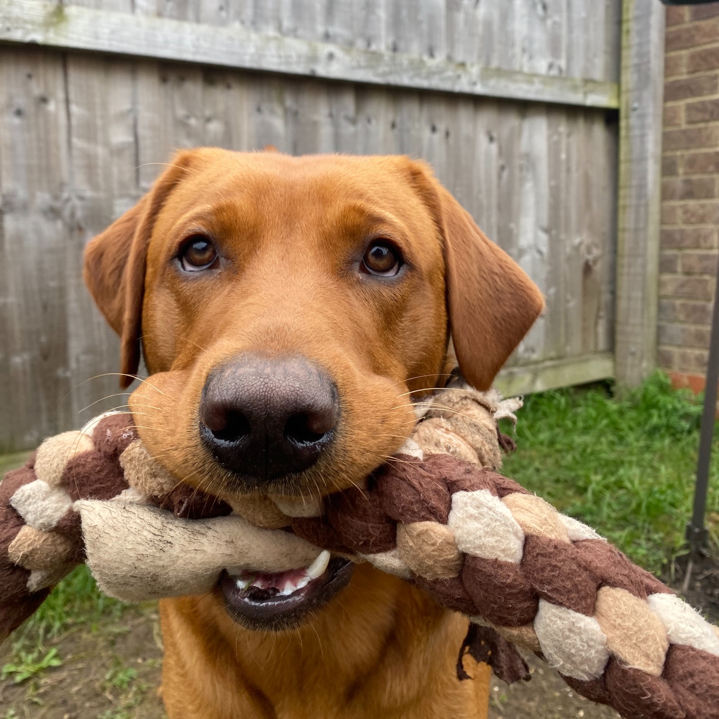 Another dose of goodness?? Yes please!!! We swear this feels like our busiest month yet and it’s wonderful 🌸
P.S swipe to see the goodest girl ask for the goodest belly rub 🥺
#dogsofinstagram #petsitter #dogwalkerofinstagram