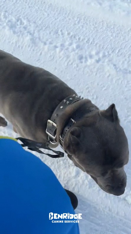 Bleu’s Off-Leash Training Progress 🐾
With Bleu, we’re combining obedience and play to reinforce engagement and reliability, even without the leash. In this session, he’s showing strong stability and focus, working through sit and down stays in position while in motion.
The goal is a dog that can hold position, stay engaged, and respond clearly in any environment. This is what real-world, dependable training looks like.
📩 Message us to improve your dog’s focus, obedience, and overall behavior.
📍 24 Pillar Rock Crescent, Markham, ON L6C 3H4, Canada
📞 (647) 425-4838 / (647) 807-8761
🌐 www.benridgecanineservices.com
#DogTraining #BenridgeCanineServices #DogTrainingMarkham #DogBehavior #OffLeashTraining