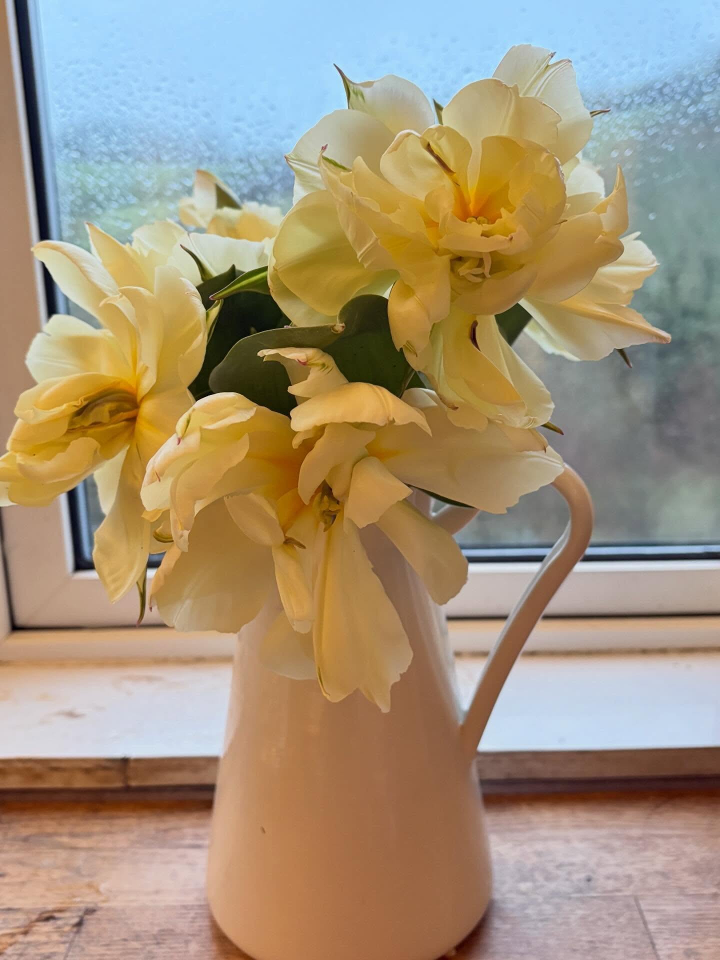 The sunny weather was short lived. 😭 But a gift of sunny yellow tulips from my flower farmer friend @nicola_earthsong was an unexpected surprise that cheered me up no end! ☀️🥰💫
#tulipseason #grateful #friendship
