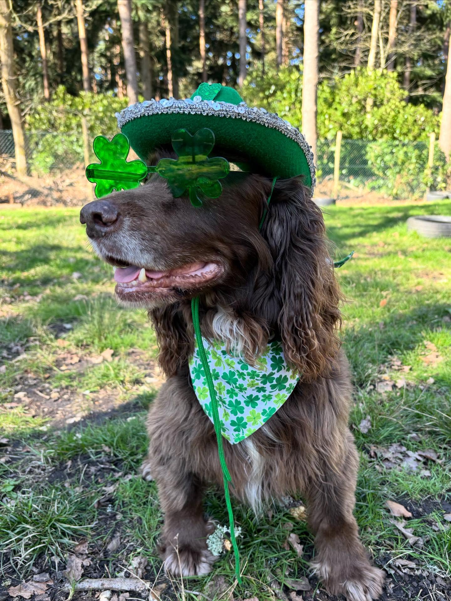 Lucky Pups 🍀
A week full of enrichment, exploration, and very lucky dogs!
