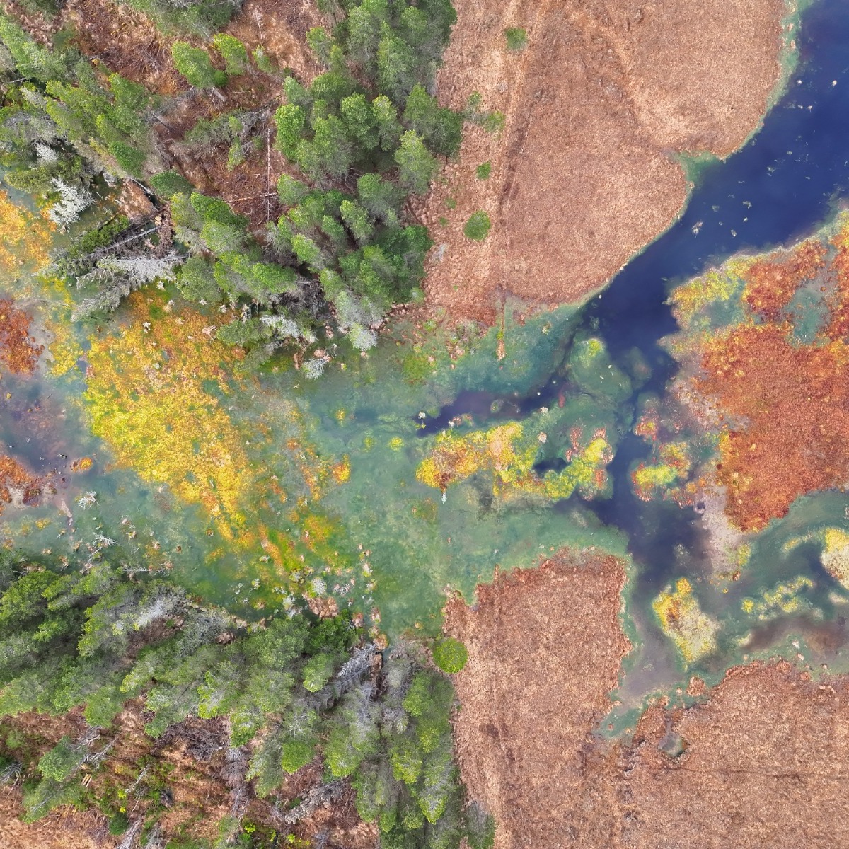 Last week we undertook red deer and goat surveys in Ireland which have some of the largest blanket bogs in Europe. The colours and contrasts from the air were spectacular.
#ireland #dronesurvey #bhwildlifeconsultancy