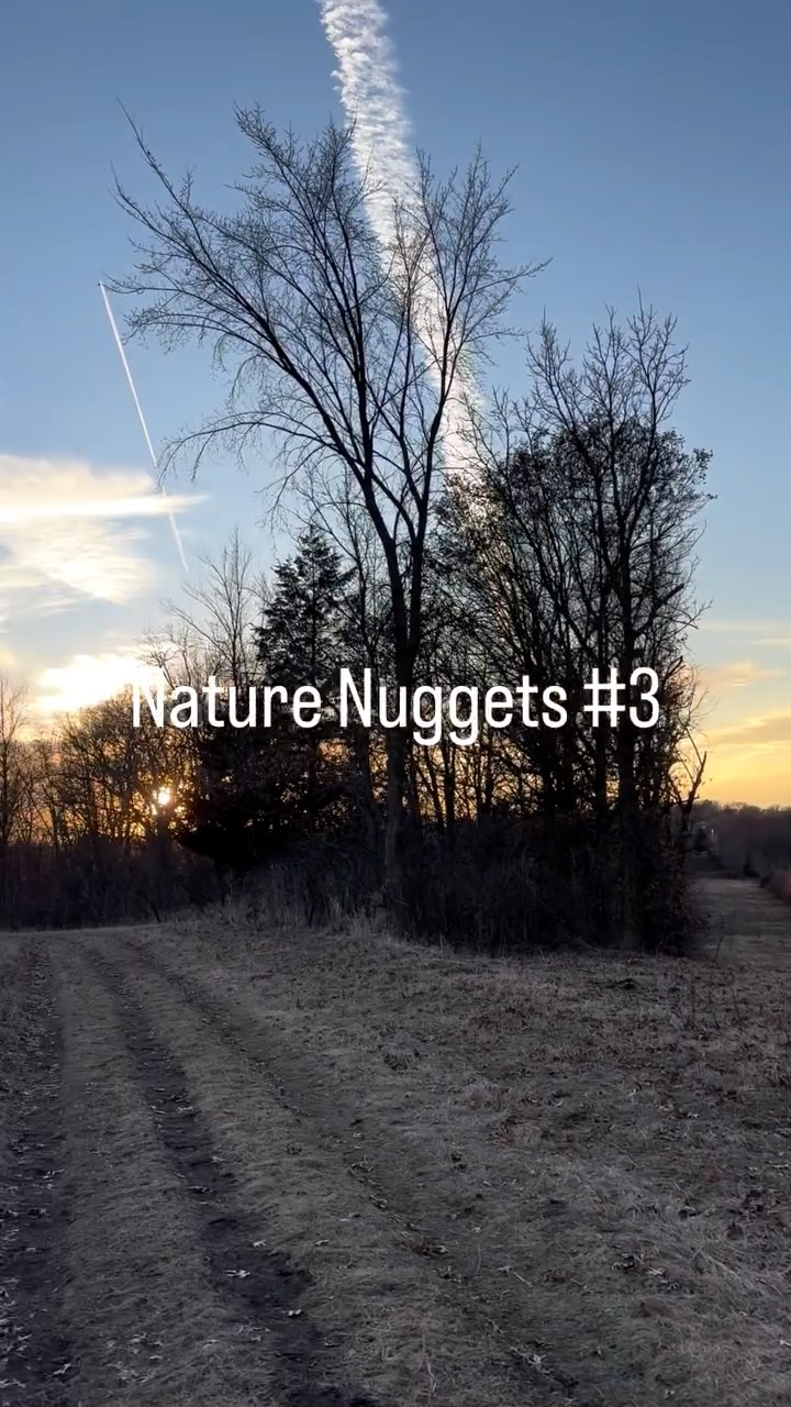 I think it's such a beautiful thing that our creator would weave the gospel story into the lifecycle of a seemingly insignificant little grub of an insect. But the more incredible thing is what our Savior actually did for us.
Jesus paid the price of all our souls with his own blood. By the crimson stains on the cross we are made white as snow and can rejoice in the hope of eternal life with our savior and creator.
.
.
.
#easter #heisrisen #nature #gospel #biology