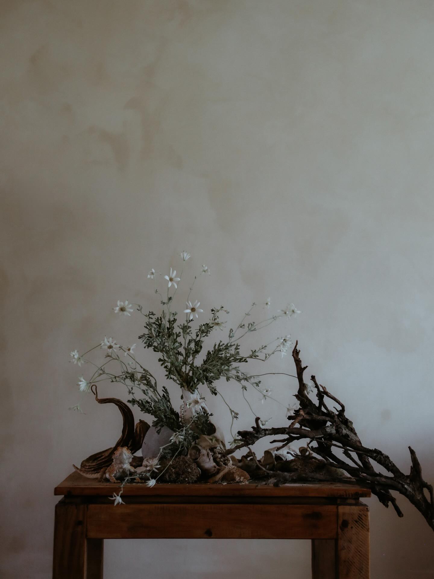 Some Flannel Flowers