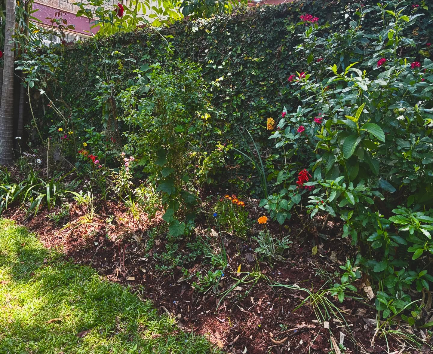 Over the last couple of weeks, we’ve been re-working the soil, lawn and this border. Now we’ve got a fresh, intentional and layered border with old, new and re-positioning of plants, clearing and pruning back old for this season. It is going to look a lot more filled in, in the next few weeks.