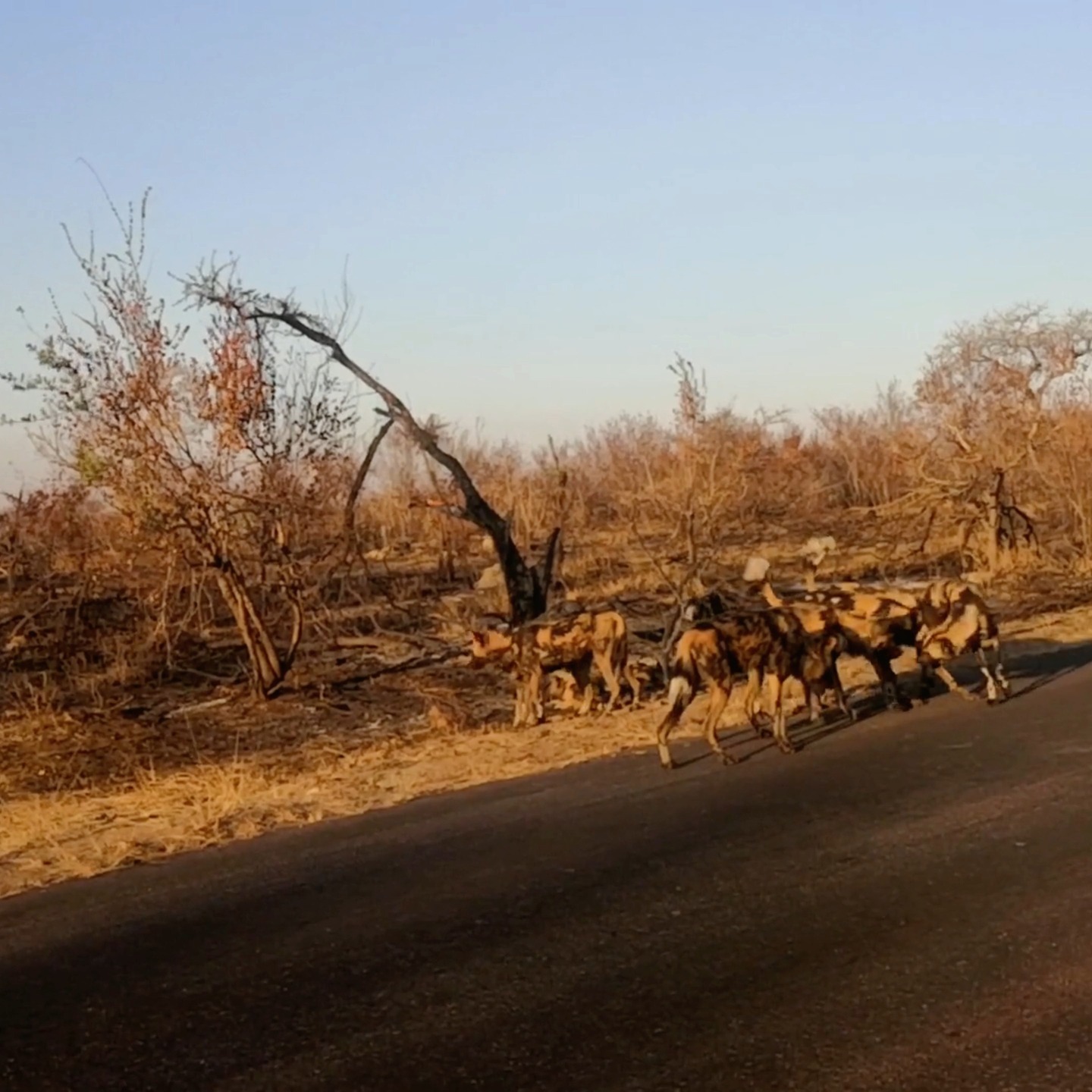 🐾 A rare roadblock — Africa’s painted wolves taking the lead. Moments like this define the safari experience.
#Safari4Africa #Safari
#LuxuryTravel #LuxurySafari #BespokeTravel #ExclusiveTravel
#SafariExperience #AfricanSafari #WildlifeTravel
#SouthernAfrica #ExploreAfrica #AfricaTravel #VisitAfrica #SafariAfrica
#LuxuryLodge #SafariLodge #LuxuryCamp #FiveStarTravel
#InstaTravel #TravelInspiration #LuxuryEscapes
#krugernationalpark
#capetown
#southafrica
#namibia
#botswana
#zimbabwe